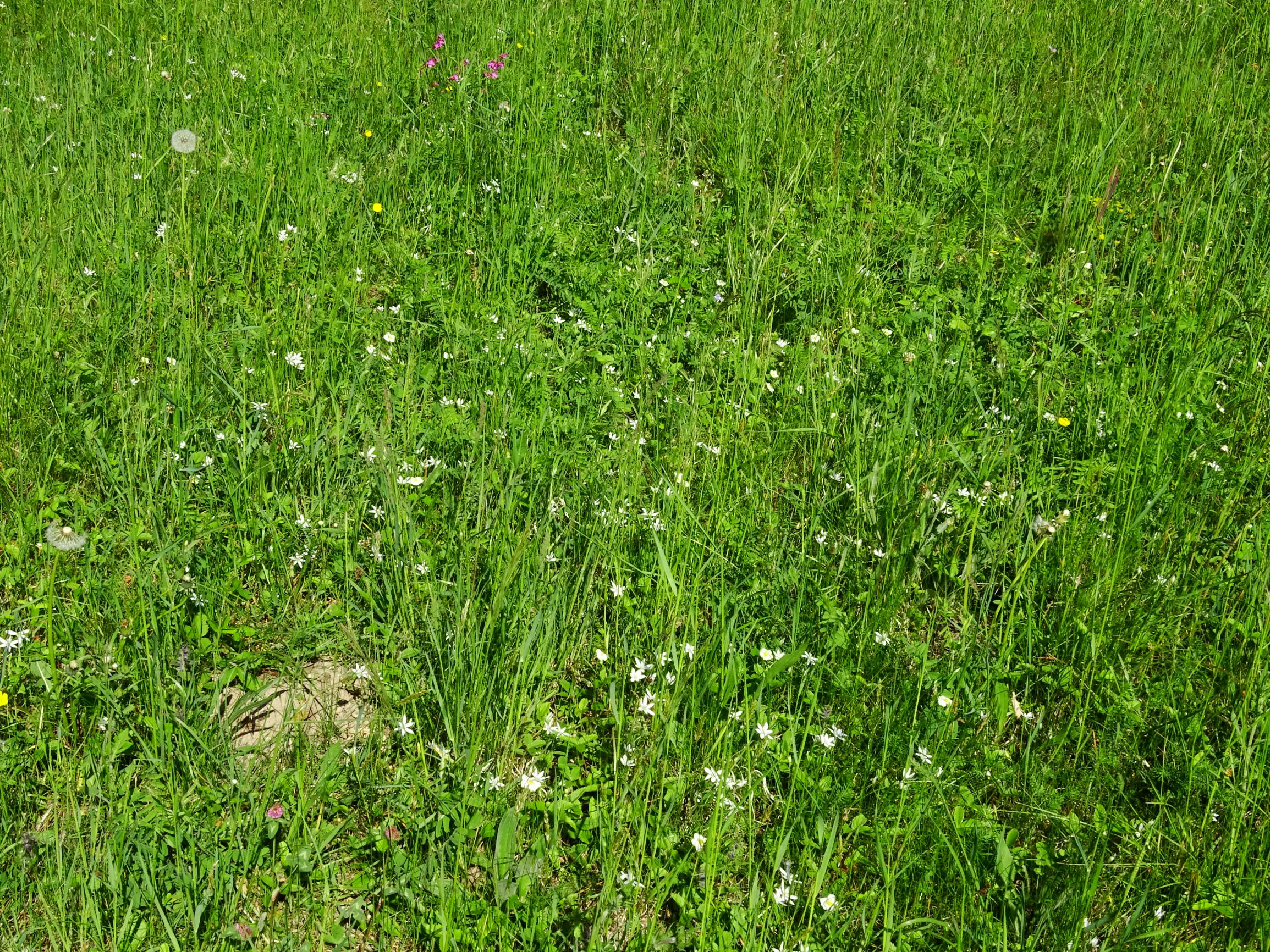 DSC07058 ornithogalum kochii.JPG