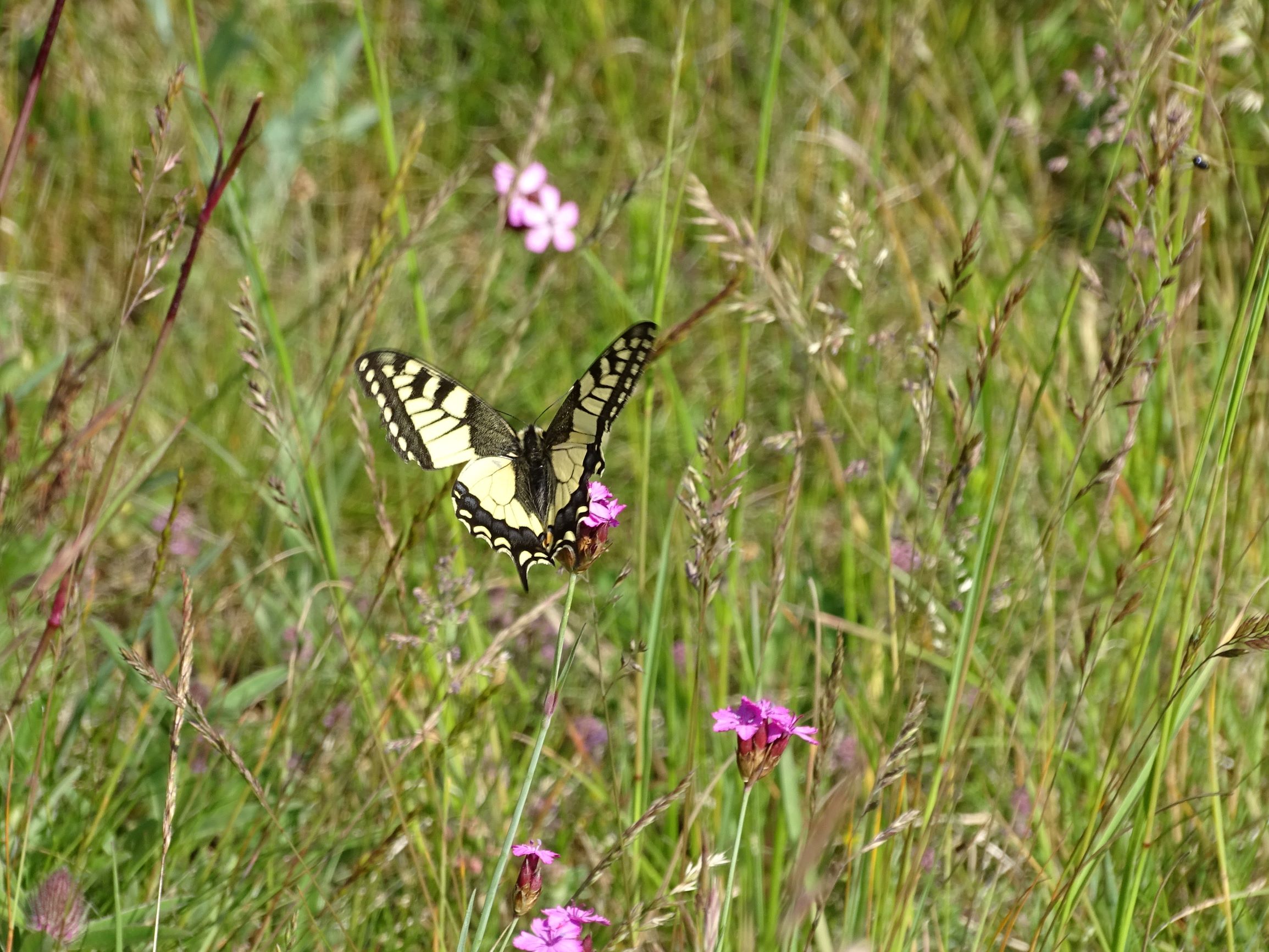 DSC07074 festuca cf. rupicola, dianthus pontederae und darauf papilio machaon.JPG