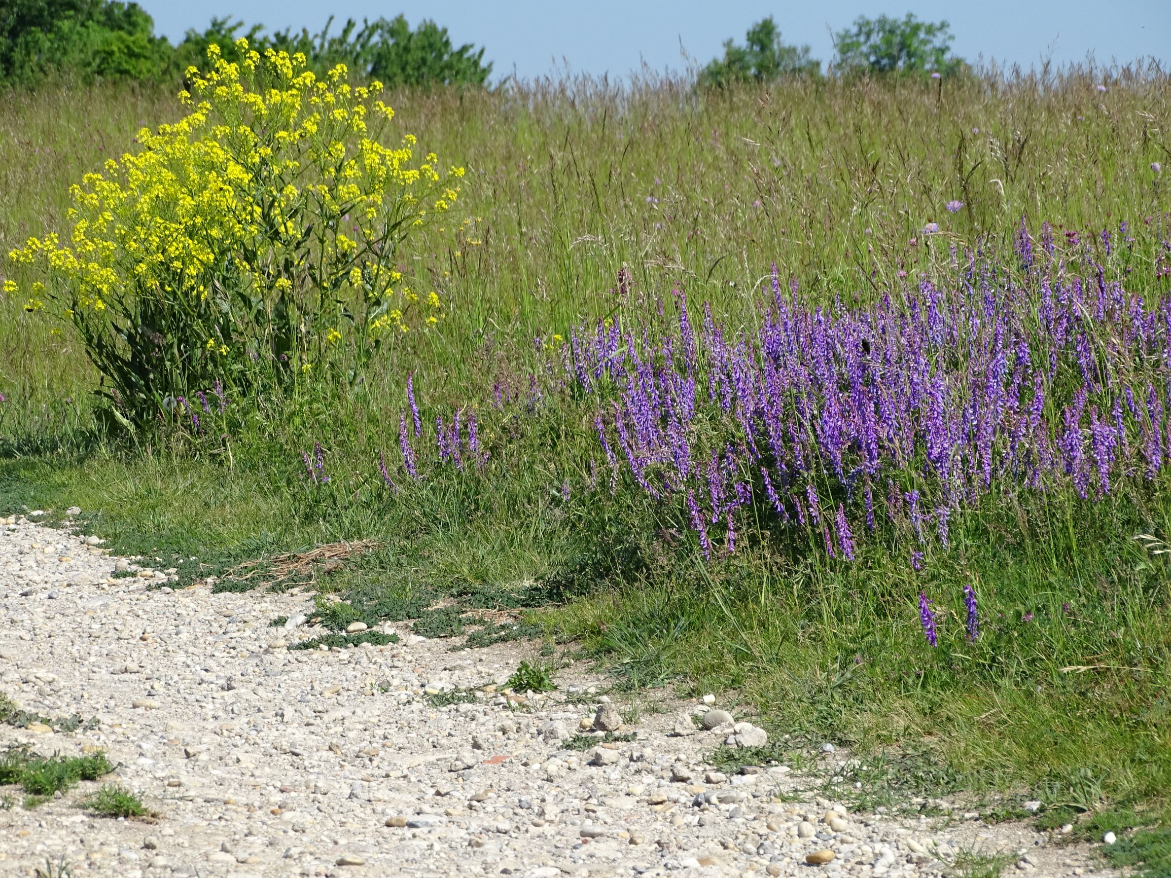 DSC07080 cf. bunias orientalis, vicia tenuifolia.JPG