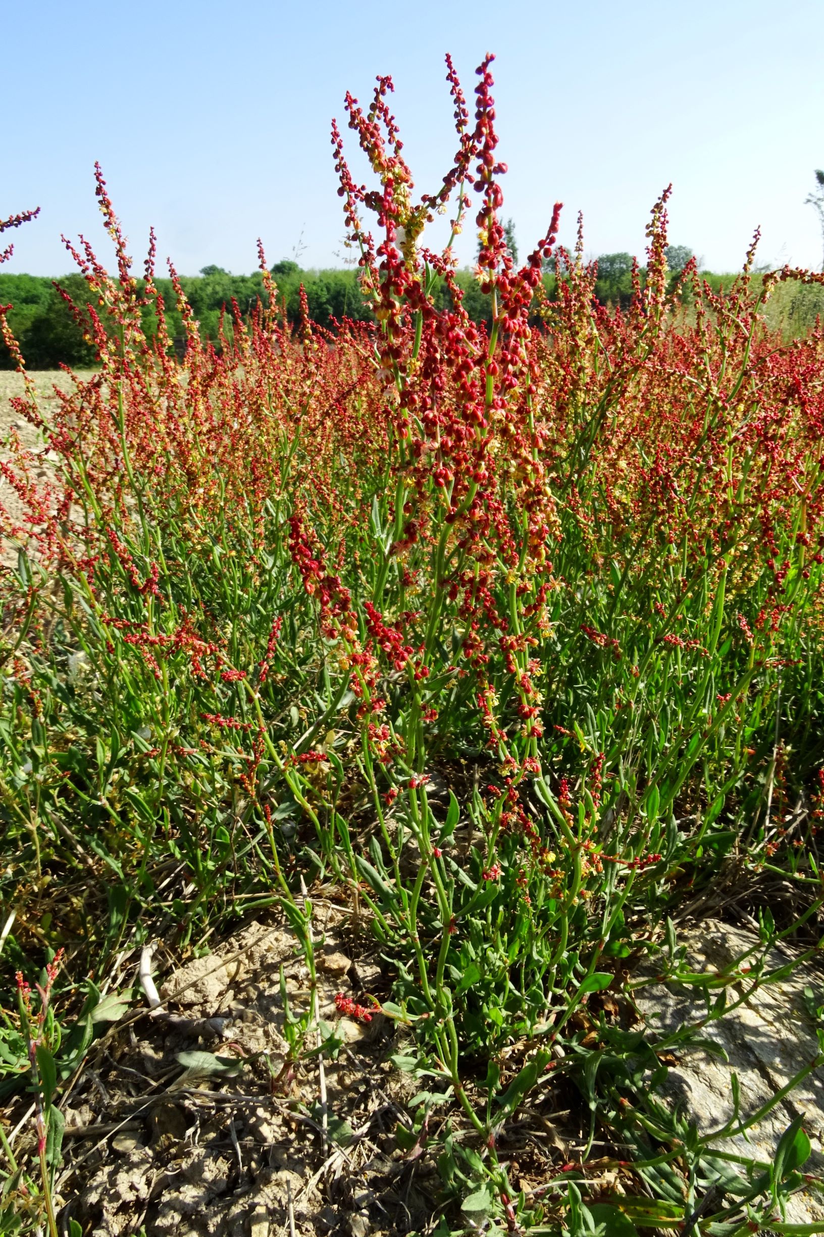 DSC07109 rumex acetosella.JPG