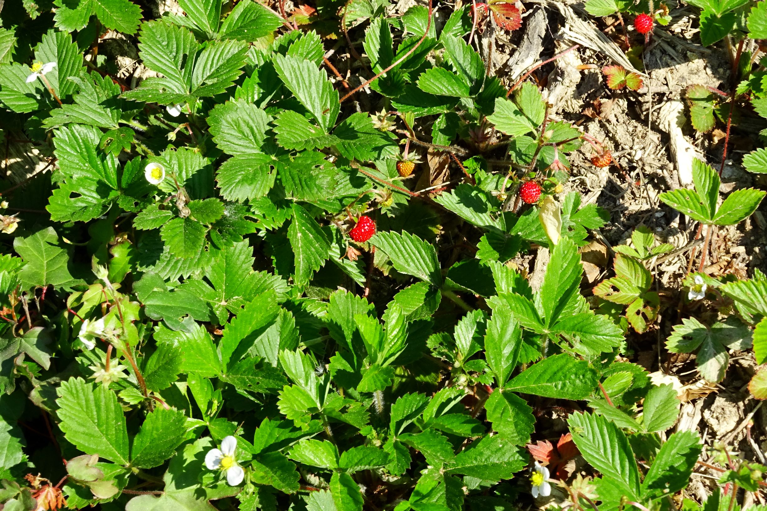 DSC07160 fragaria vesca.JPG