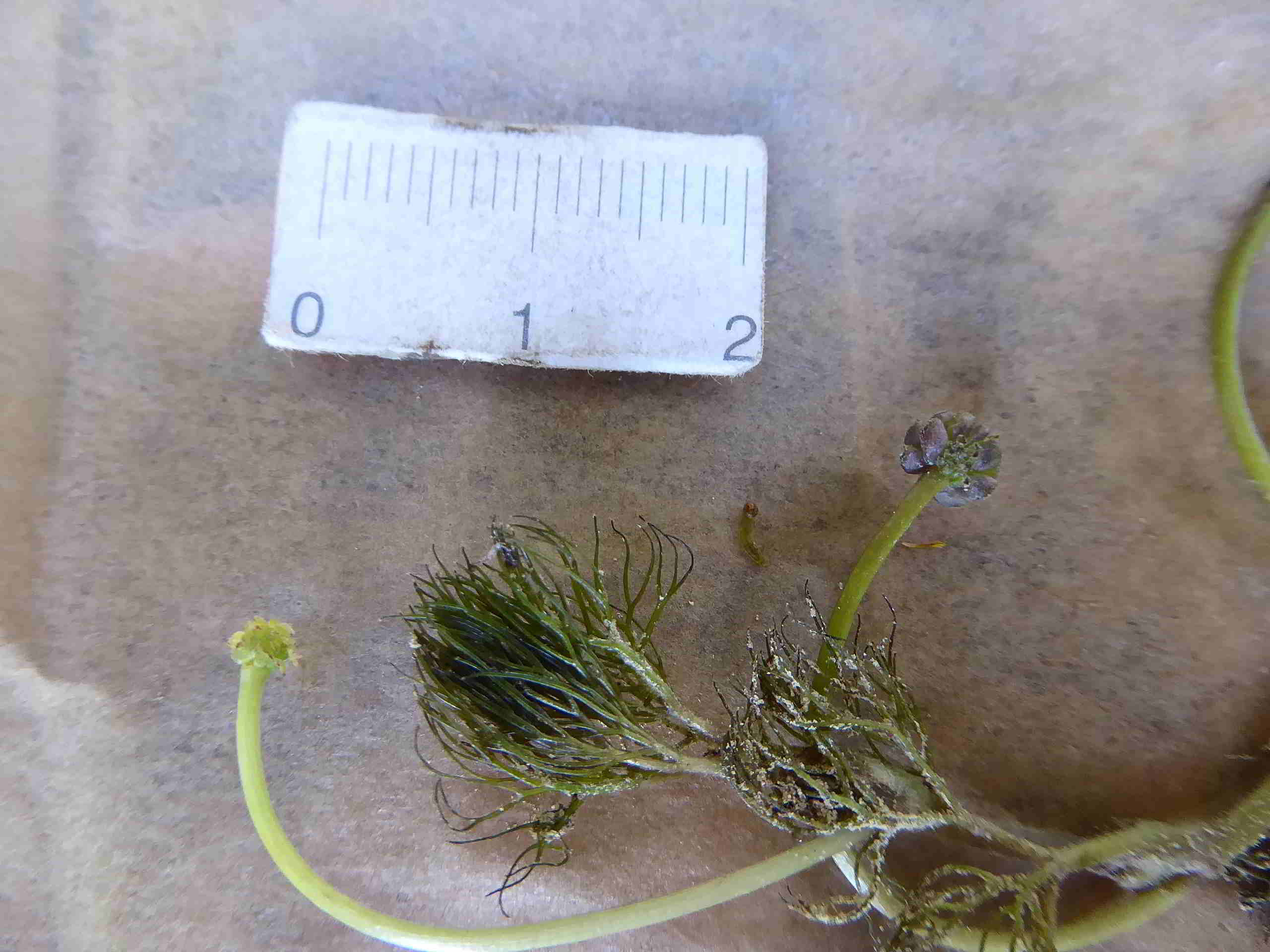 Rohr im Gebirge-Ranunculus vom 29072017-Detail-(1).JPG