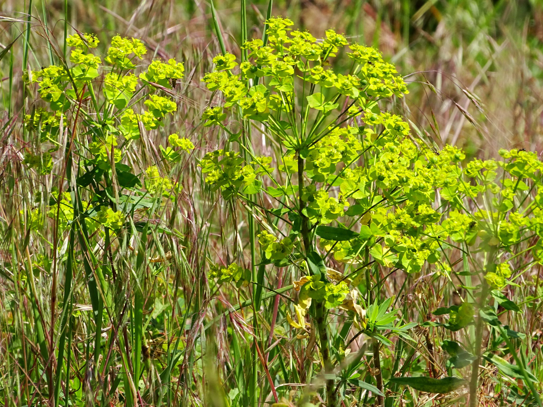 DSC07369 euphorbia salicifolia, bromus tectorum+sterilis.JPG