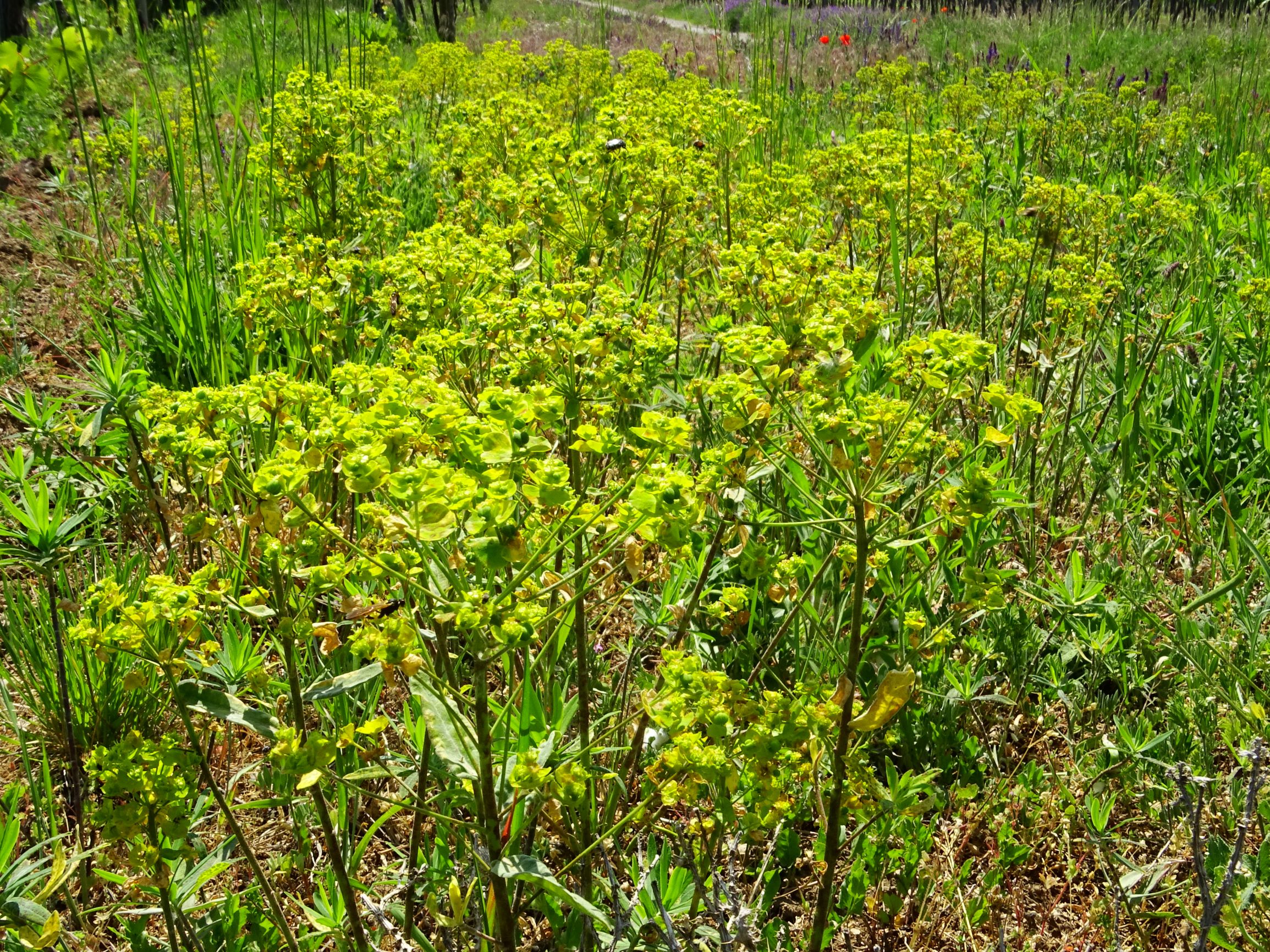 DSC07385 euphorbia salicifolia.JPG