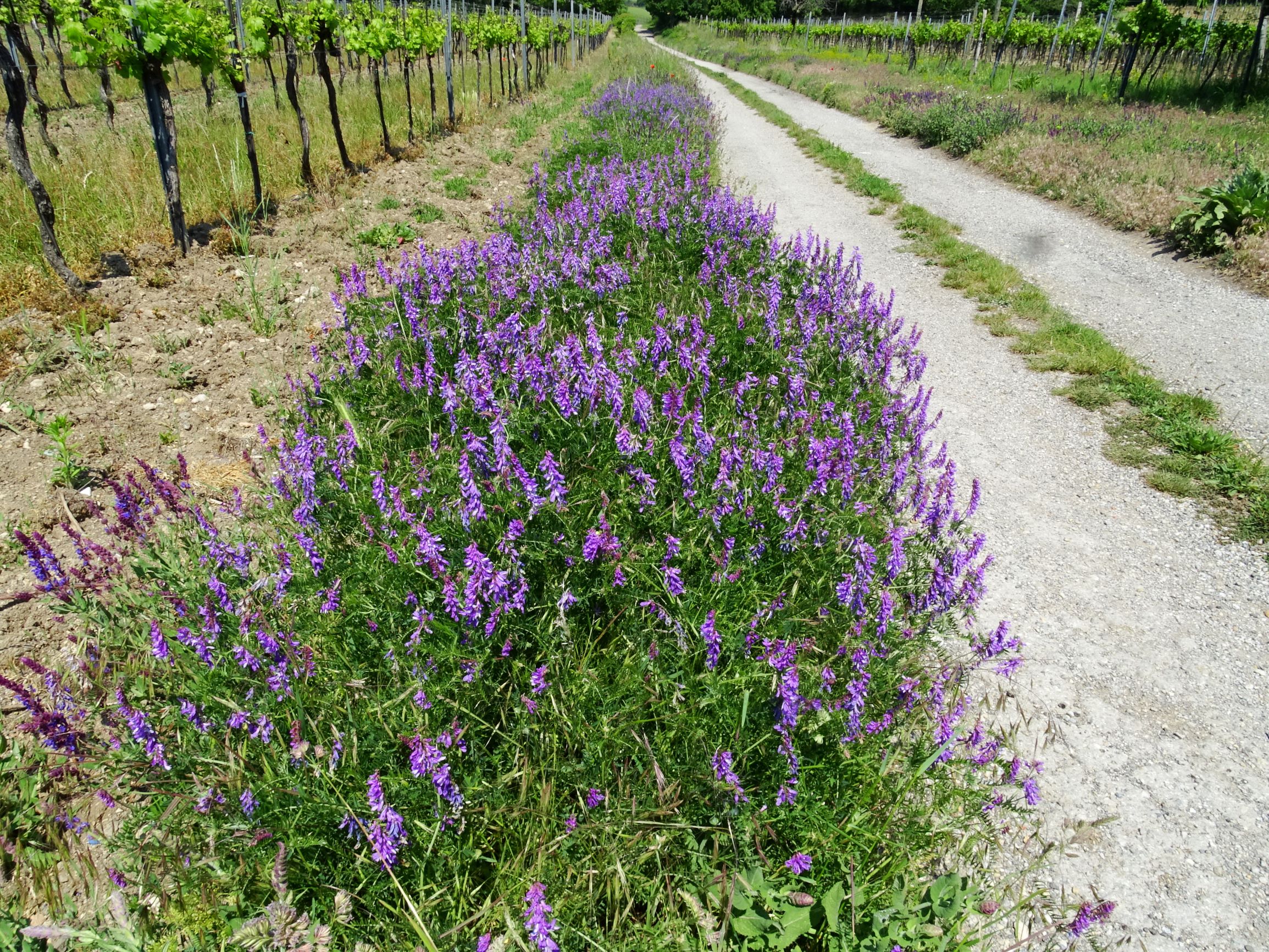 DSC07399 vicia tenuifolia.JPG