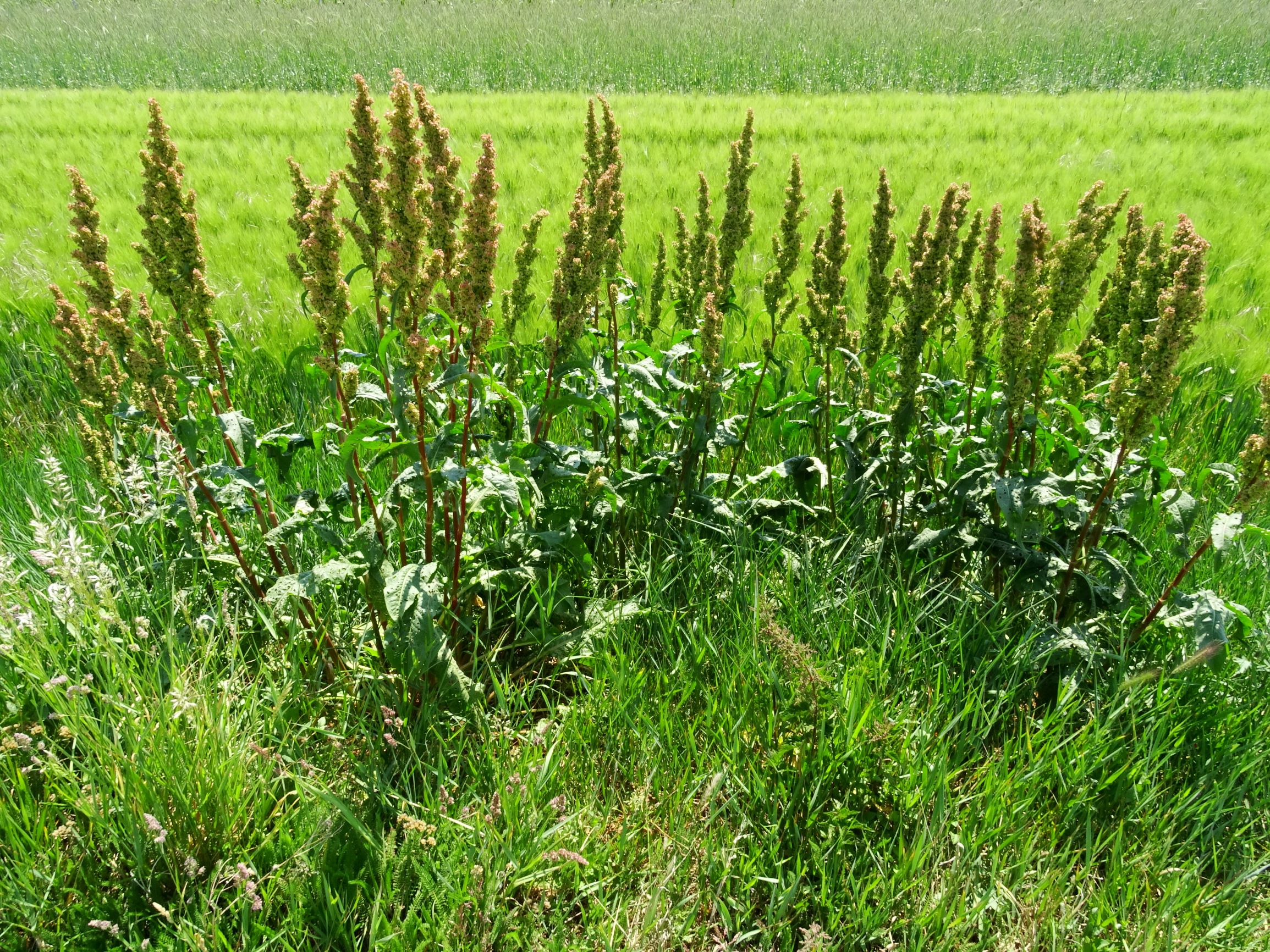 DSC07419 rumex patientia.JPG