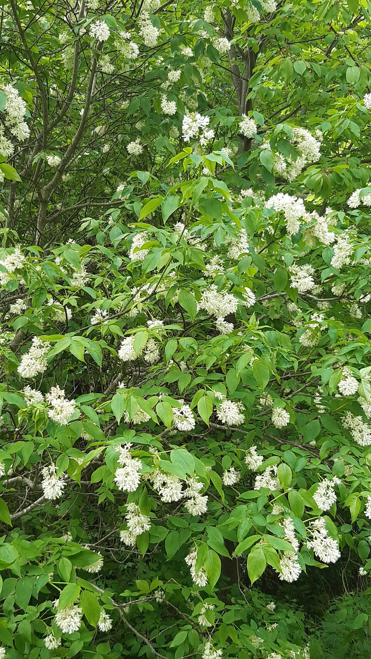 Staphylea.colchica.St-Hintertyrnau.Rote.Wand.17.Mai.20.W.Kundigraber.jpg