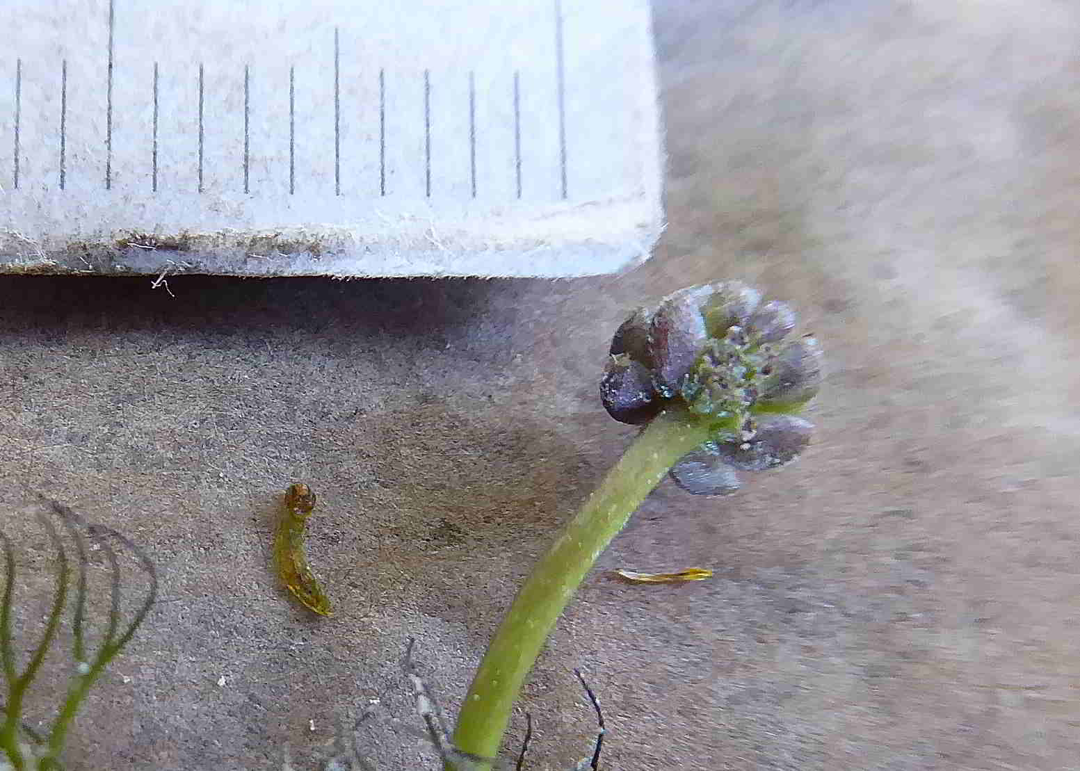 Rohr im Gebirge-Ranunculus vom 29072017-Detail-(3).JPG