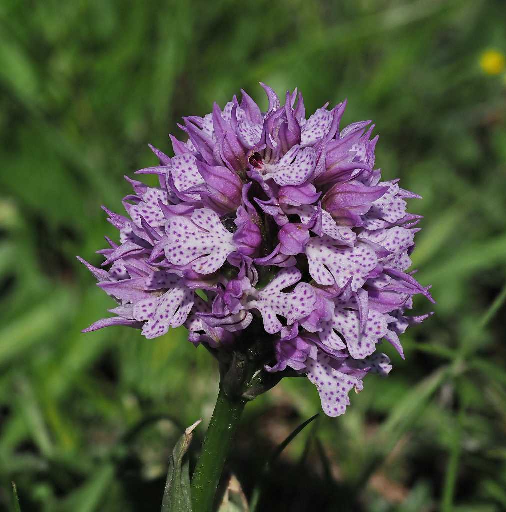 k-Orchis tridentata 7.JPG