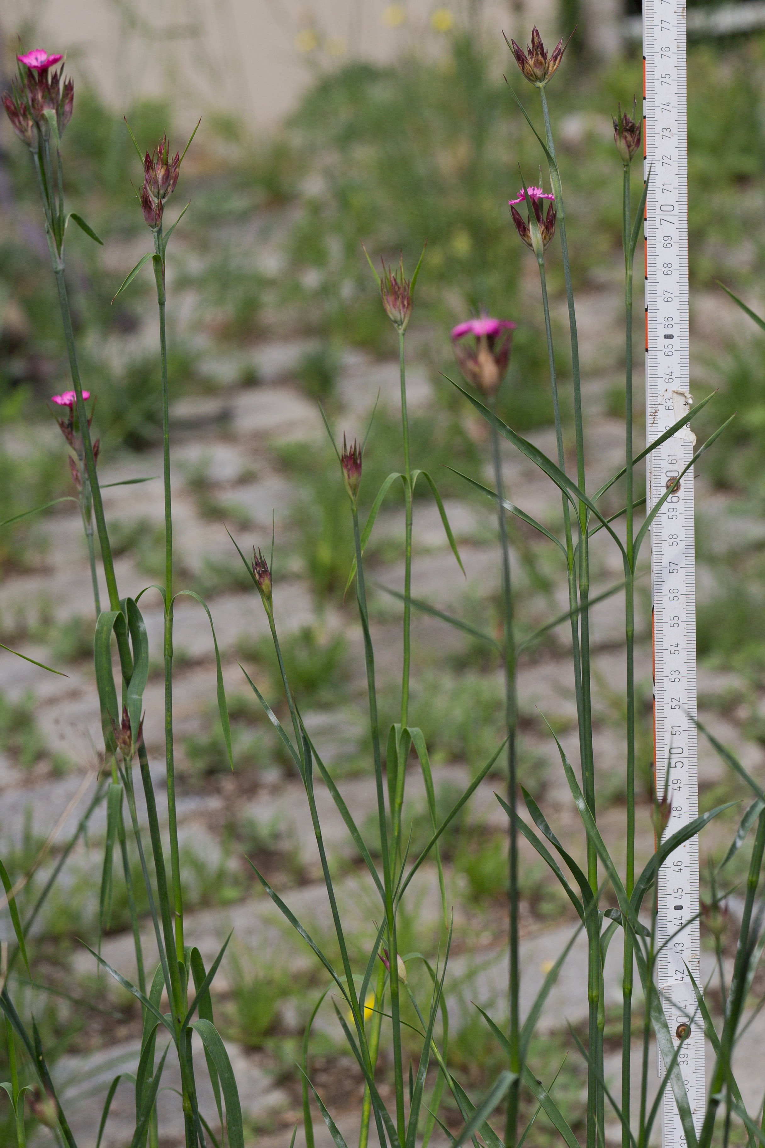 Caryophyllaceae_Dianthus giganteus 1-2.jpg