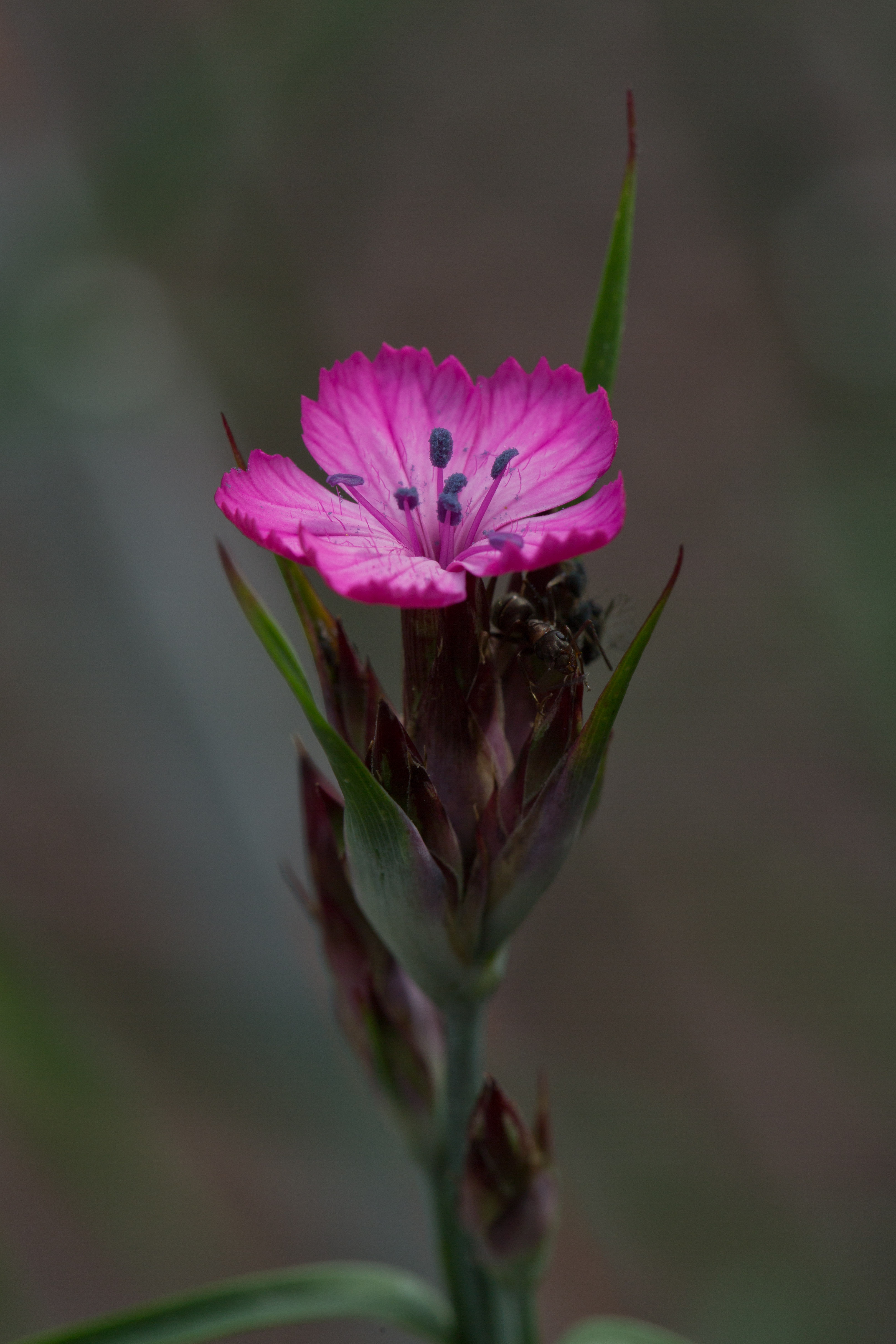 Caryophyllaceae_Dianthus giganteus 2-2.jpg