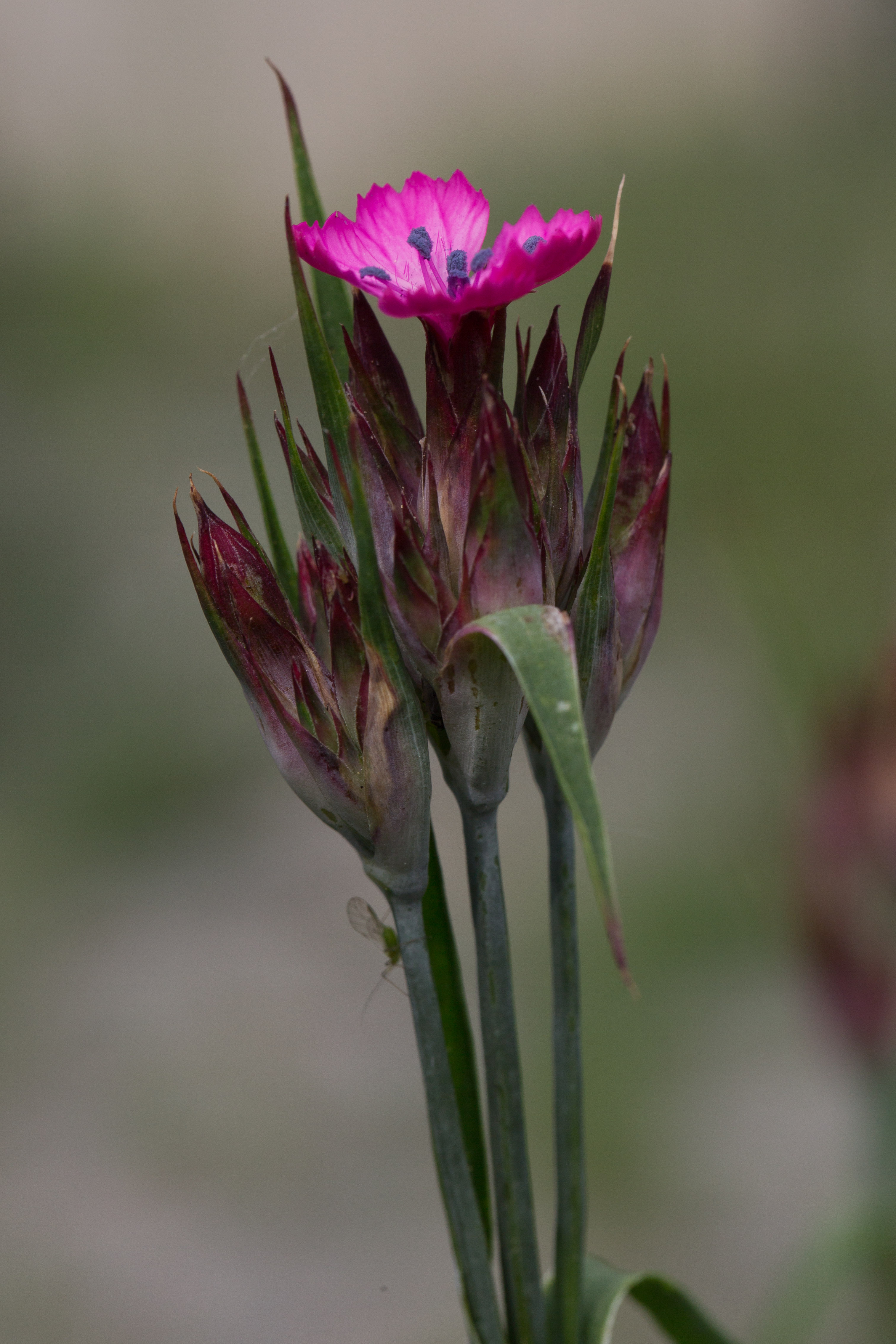 Caryophyllaceae_Dianthus giganteus 3-2.jpg