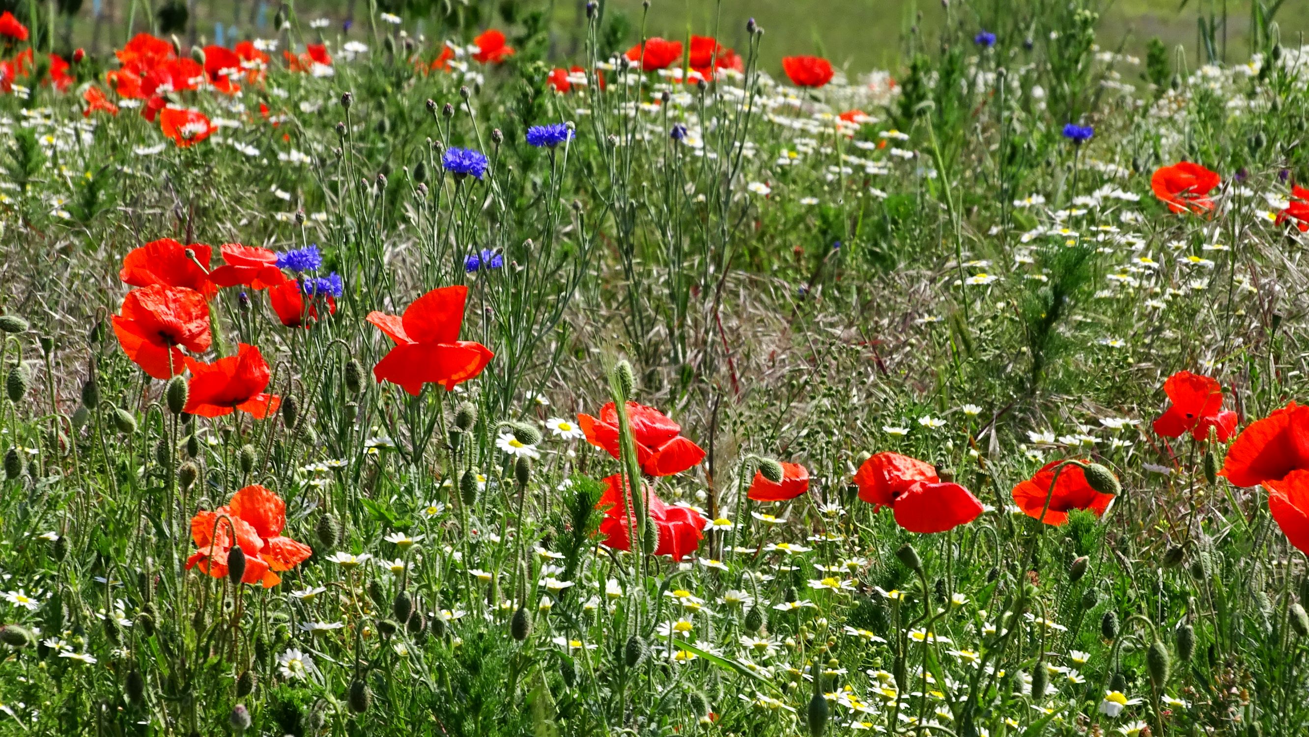 DSC07266 segetal winden papaver rhoeas, anthemis austriaca, tripleurospermum inodorum, cyanus segetum.JPG