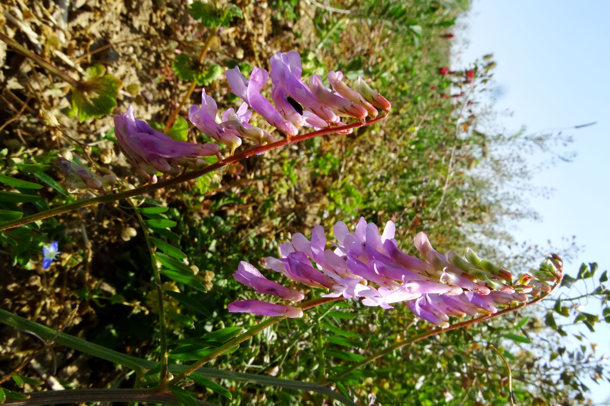 DSC07287 segetal winden vicia cf. glabrescens.JPG