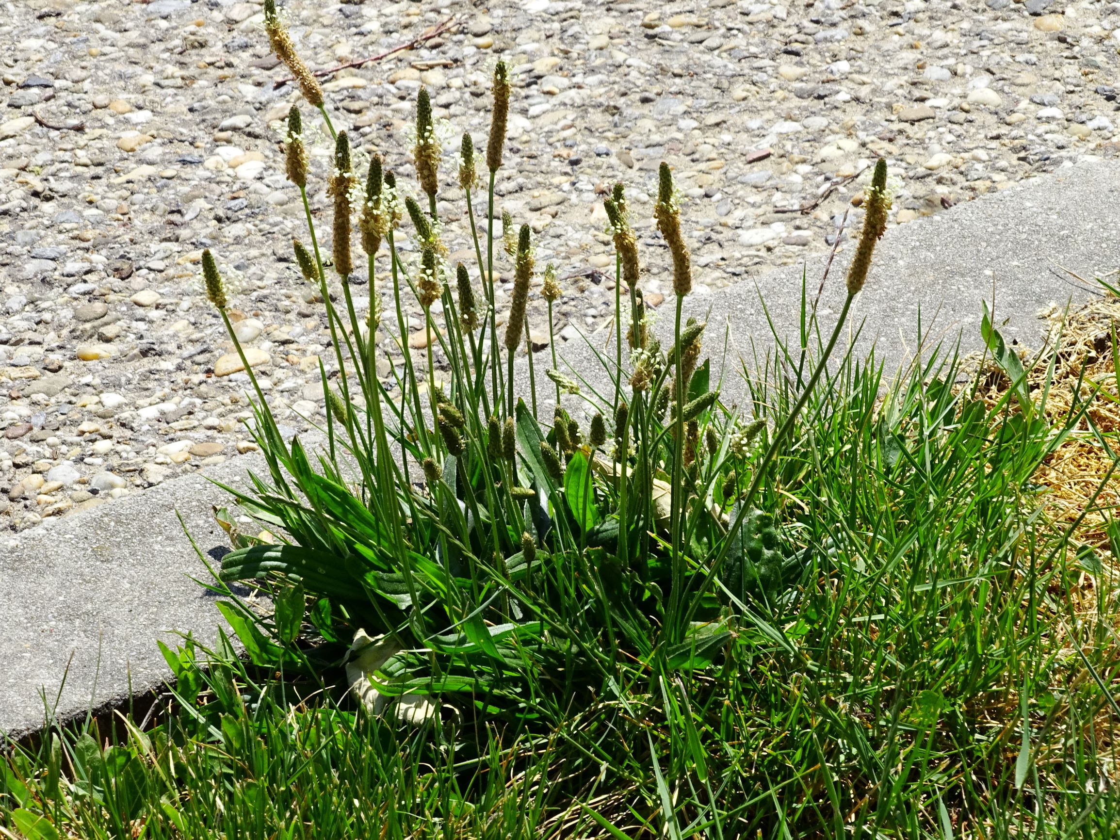 DSC07499 breit dorfflora plantago lanceolata.JPG