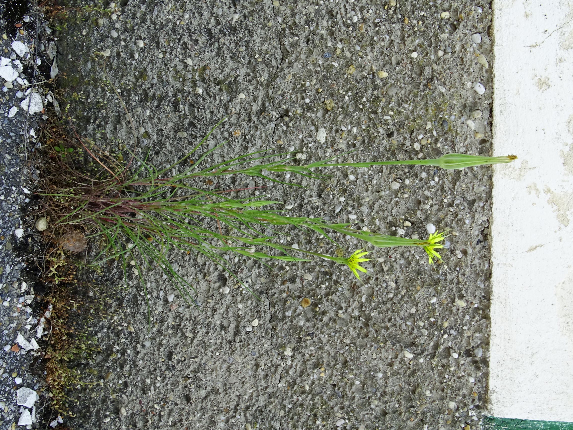 DSC07513 breit dorfflora tragopogon dubius.JPG