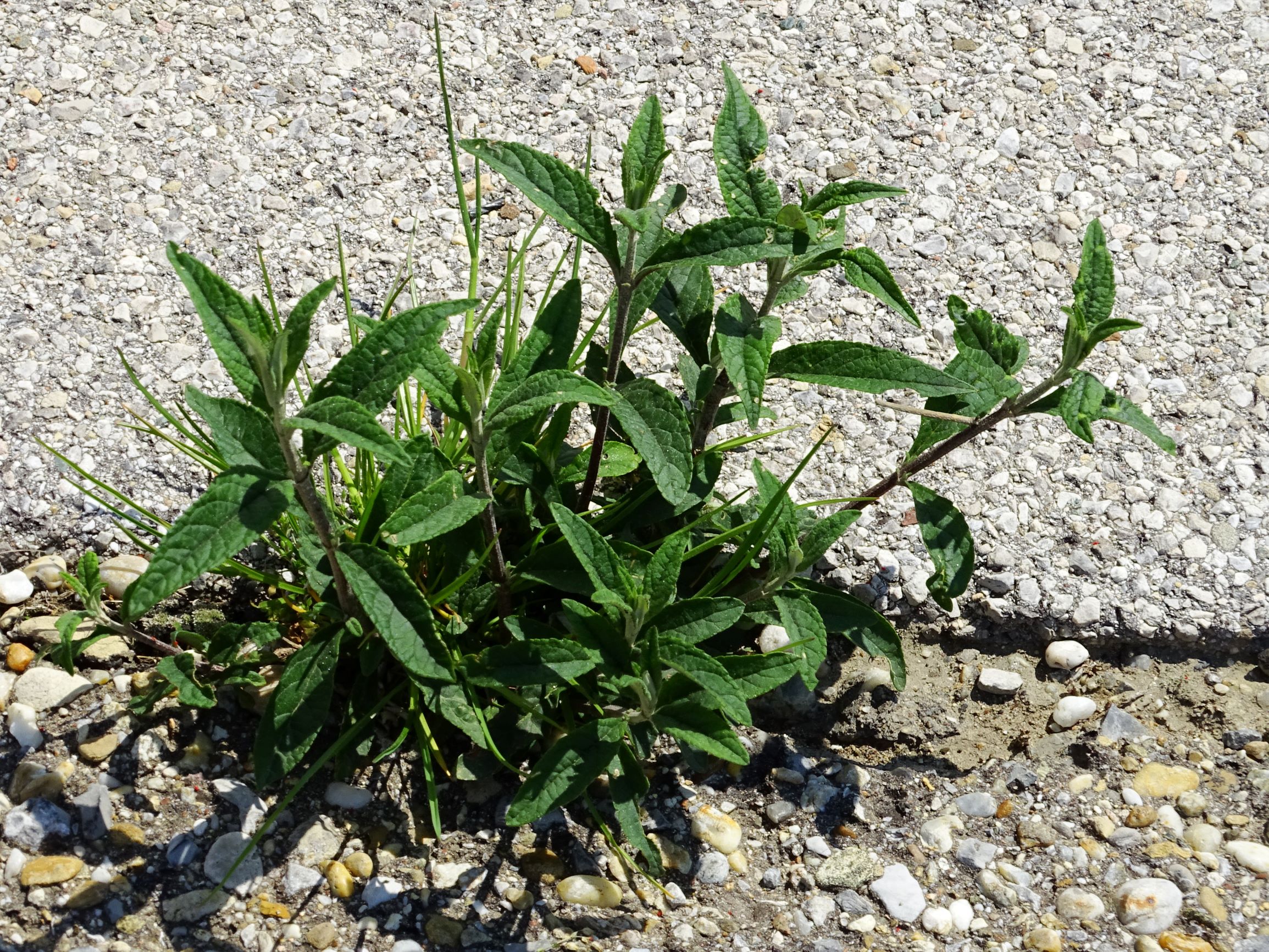 DSC07516 breit dorfflora buddleja davidii.JPG