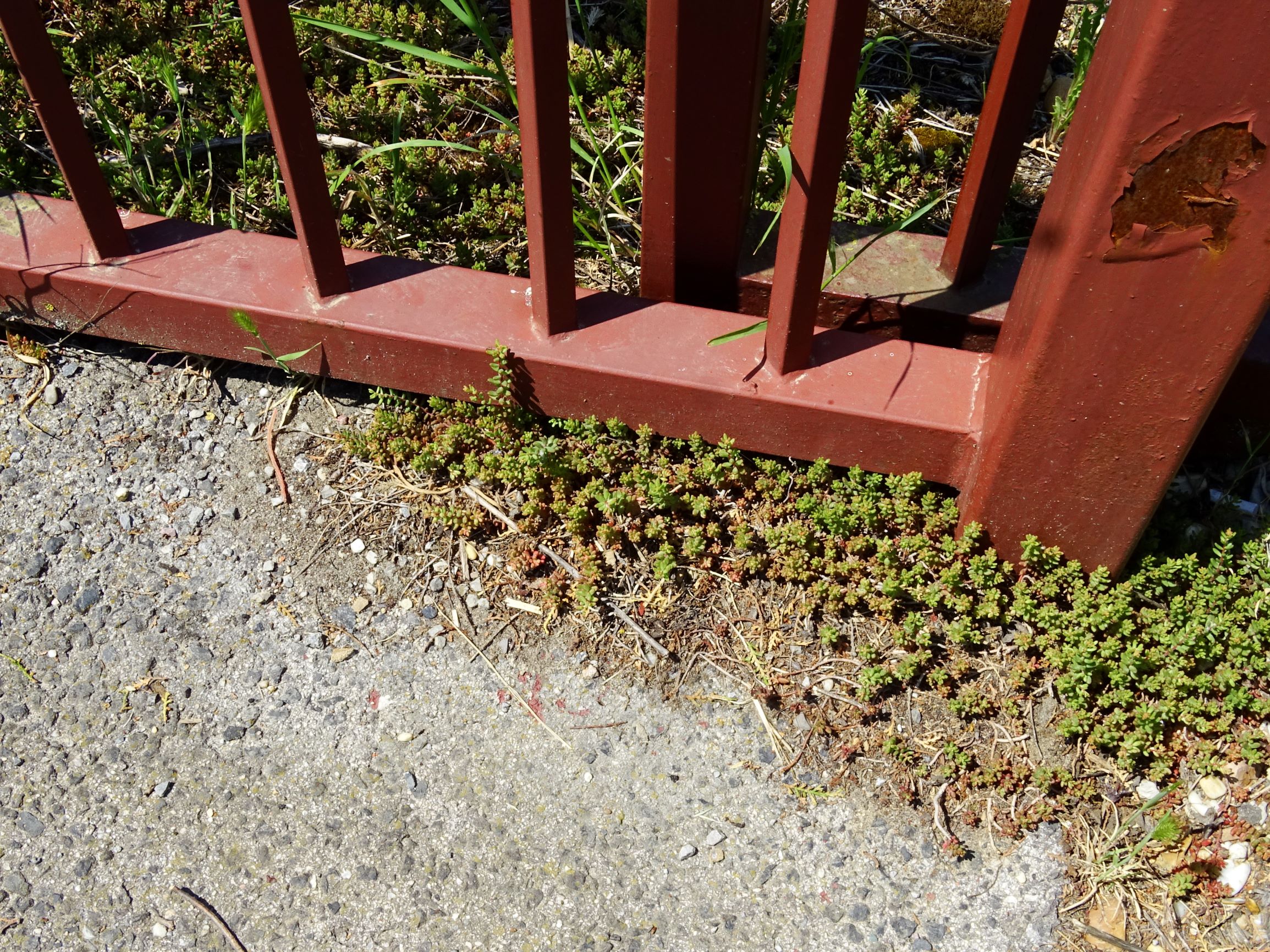 DSC07523 breit dorfflora sedum album.JPG