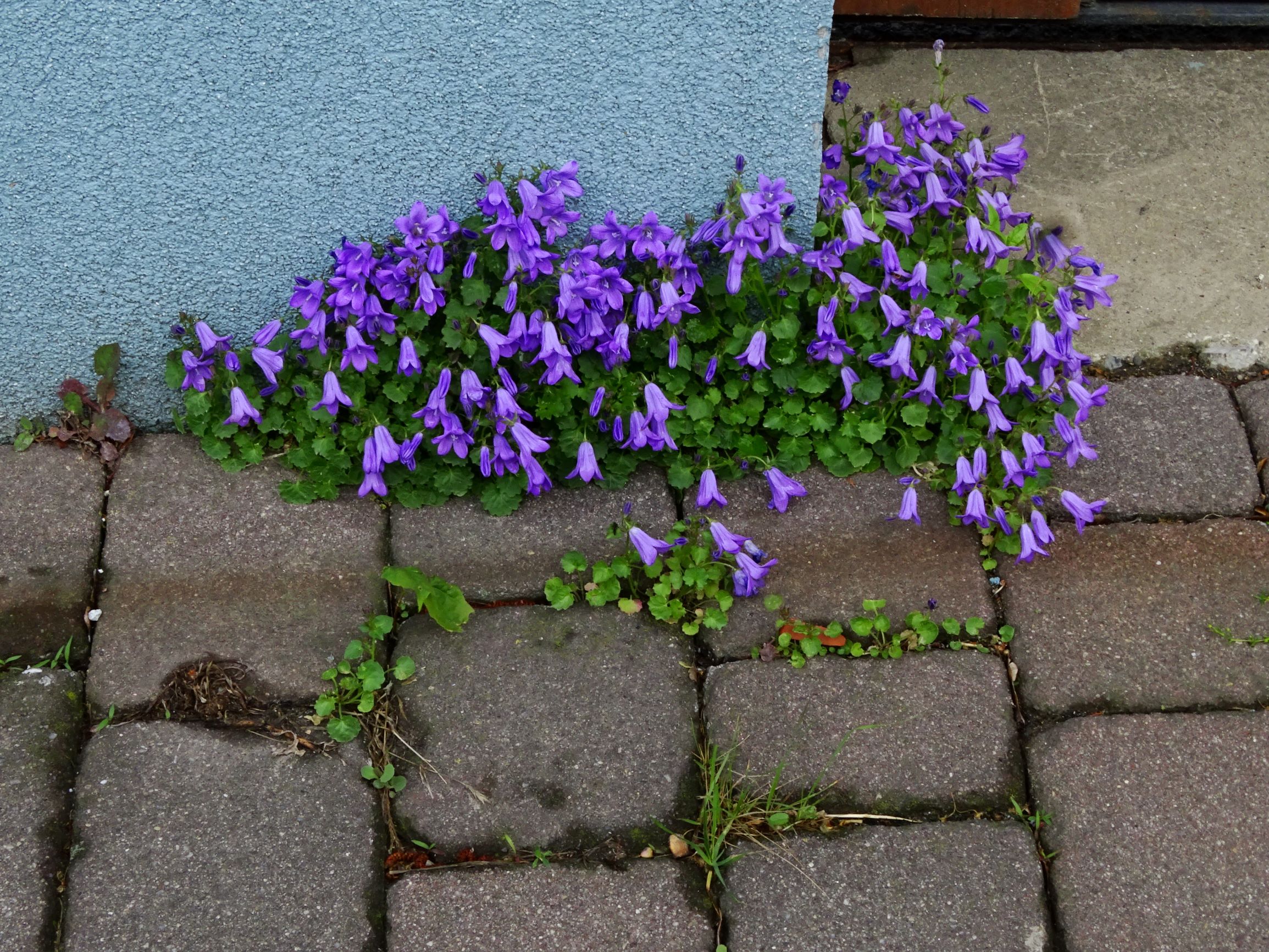 DSC04911 breit dorfflora campanula portenschlagiana.JPG