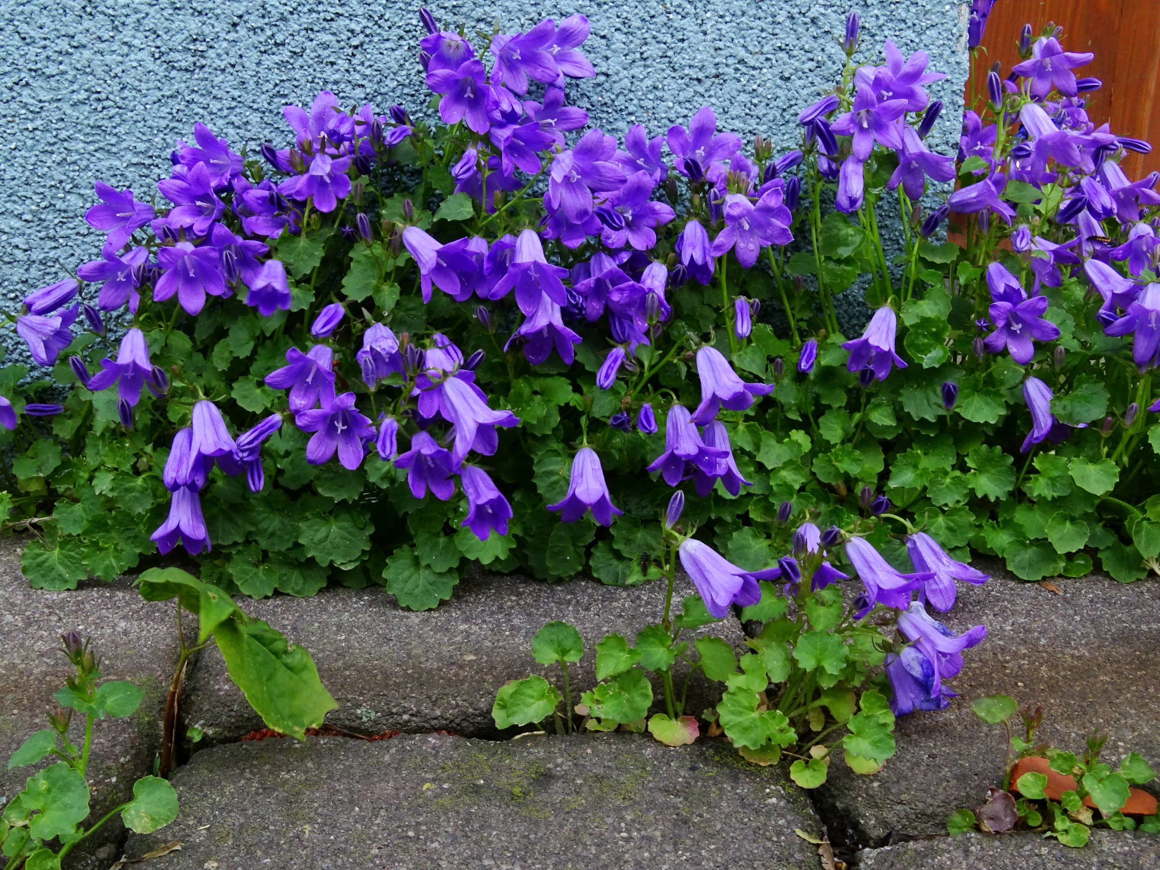 DSC04912 breit dorfflora campanula portenschlagiana.JPG