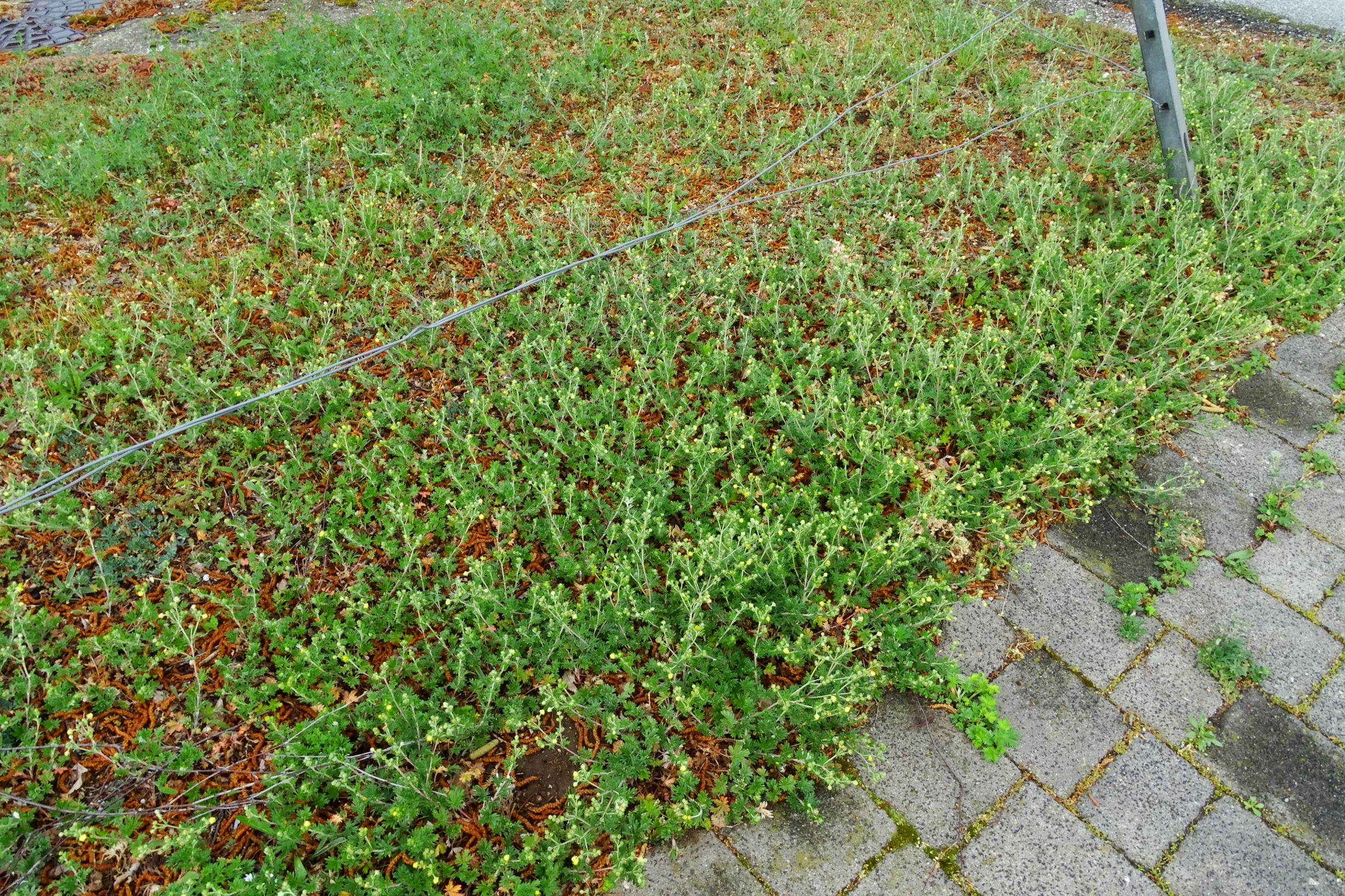 DSC04964 breit dorfflora potentilla argentea.JPG