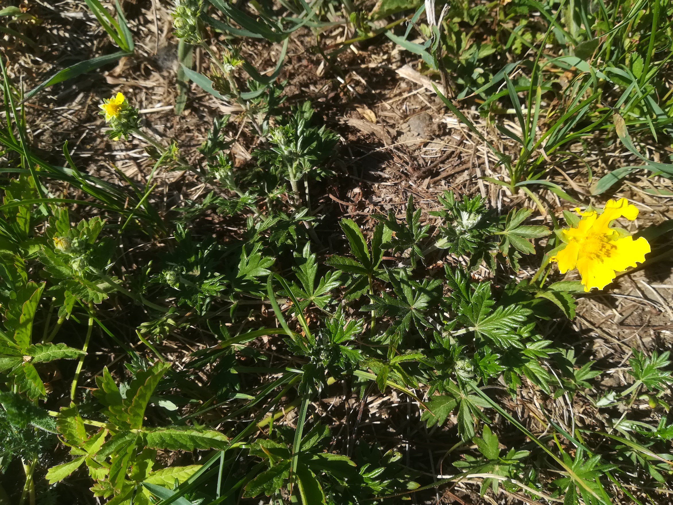 potentilla reptans und argentea östl bhf götzendorf leitha_20200520_153653.jpg