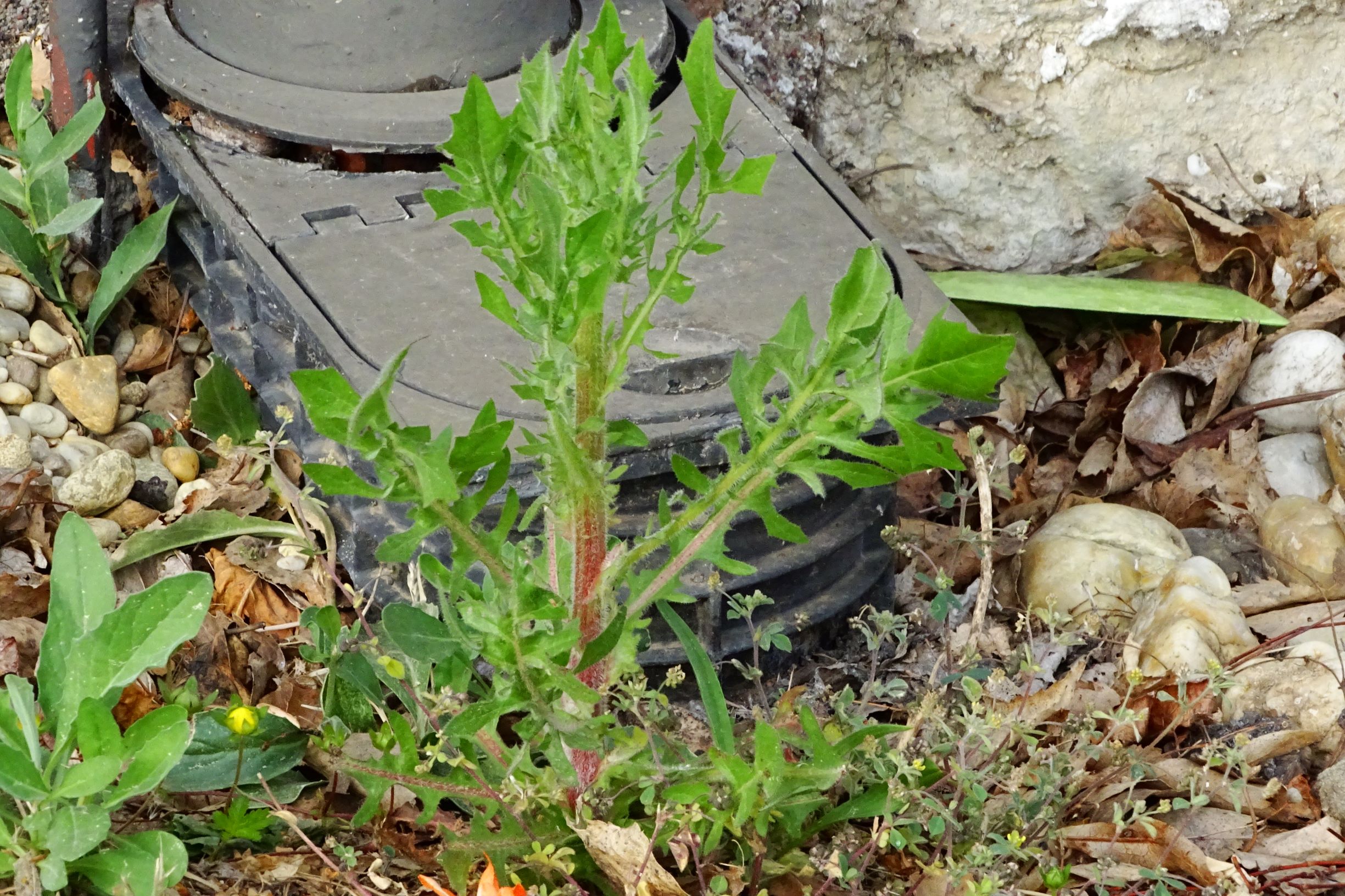 DSC04984 breit dorfflora crepis foetida, lepidium draba, potentilla reptans, medicago lupulina.JPG