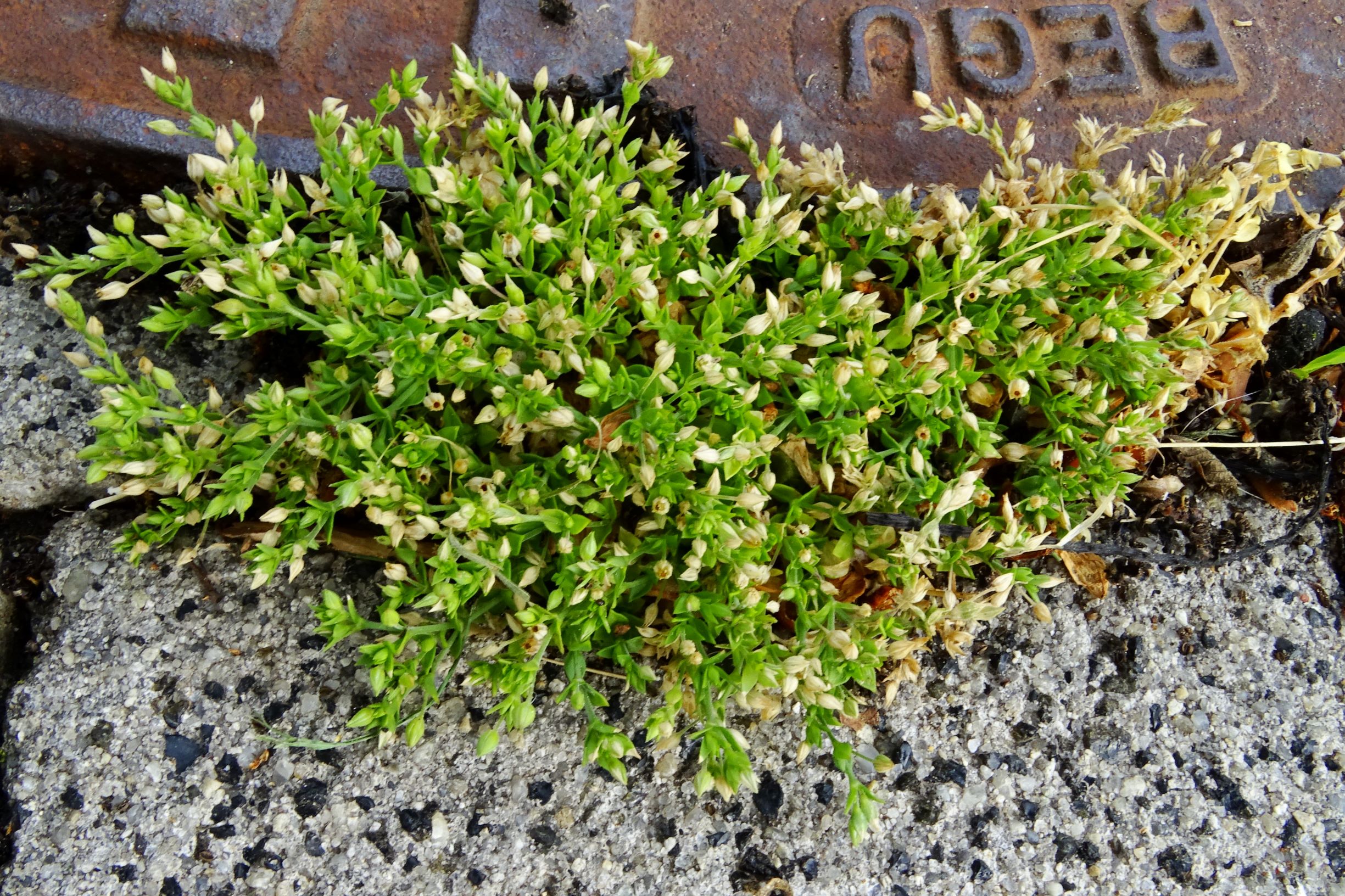 DSC04986 breit dorfflora arenaria serpyllifolia s.str..JPG