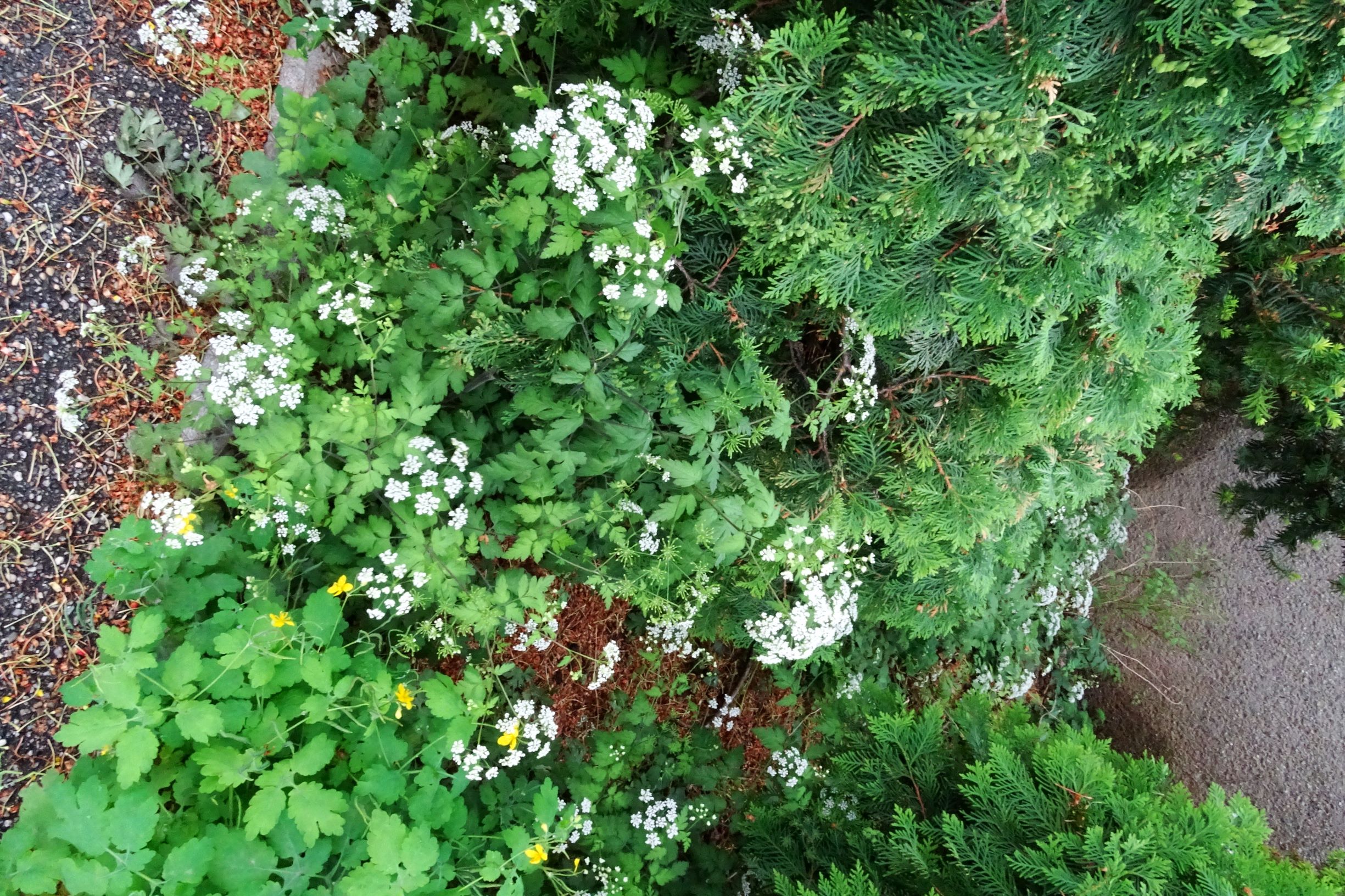 DSC04988 breit dorfflora chaerophyllum temulum, chelidonium majus.JPG