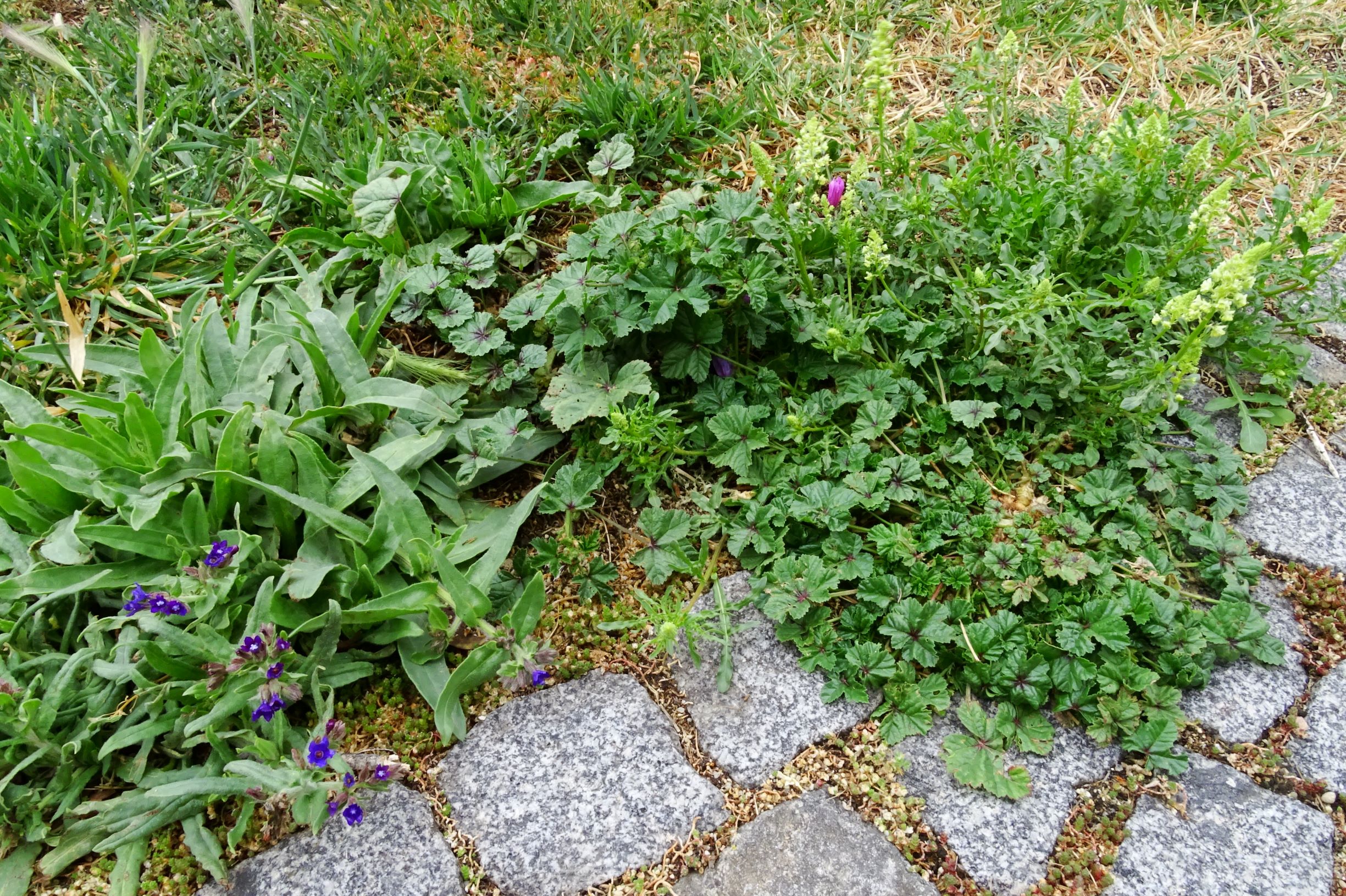 DSC05047 breit dorfflora malva sylvestris, anchusa officinalis, reseda lutea, hordeum murinum.JPG