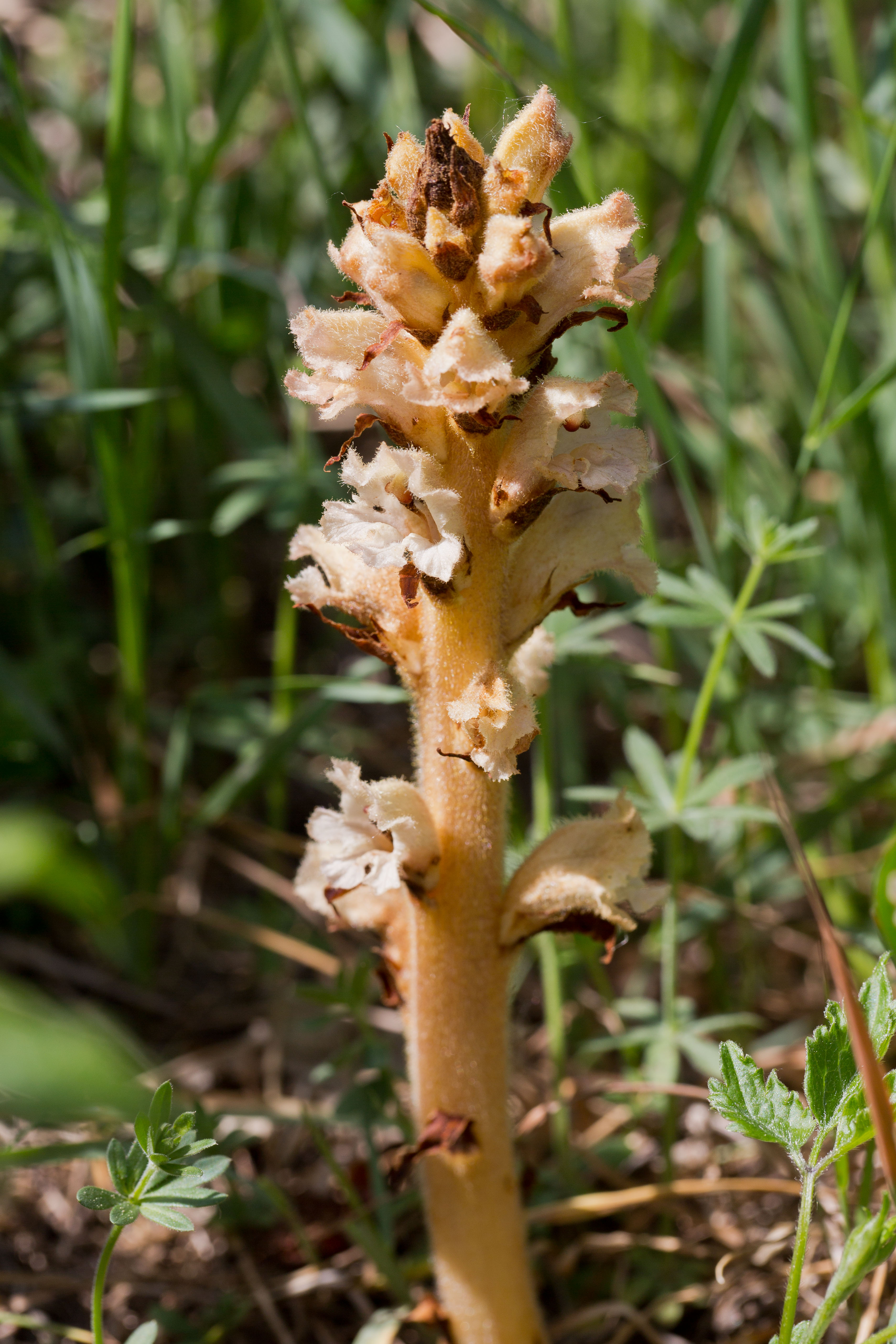 Orobanchaceae_Orobanche caryophyllacea 1-2.jpg