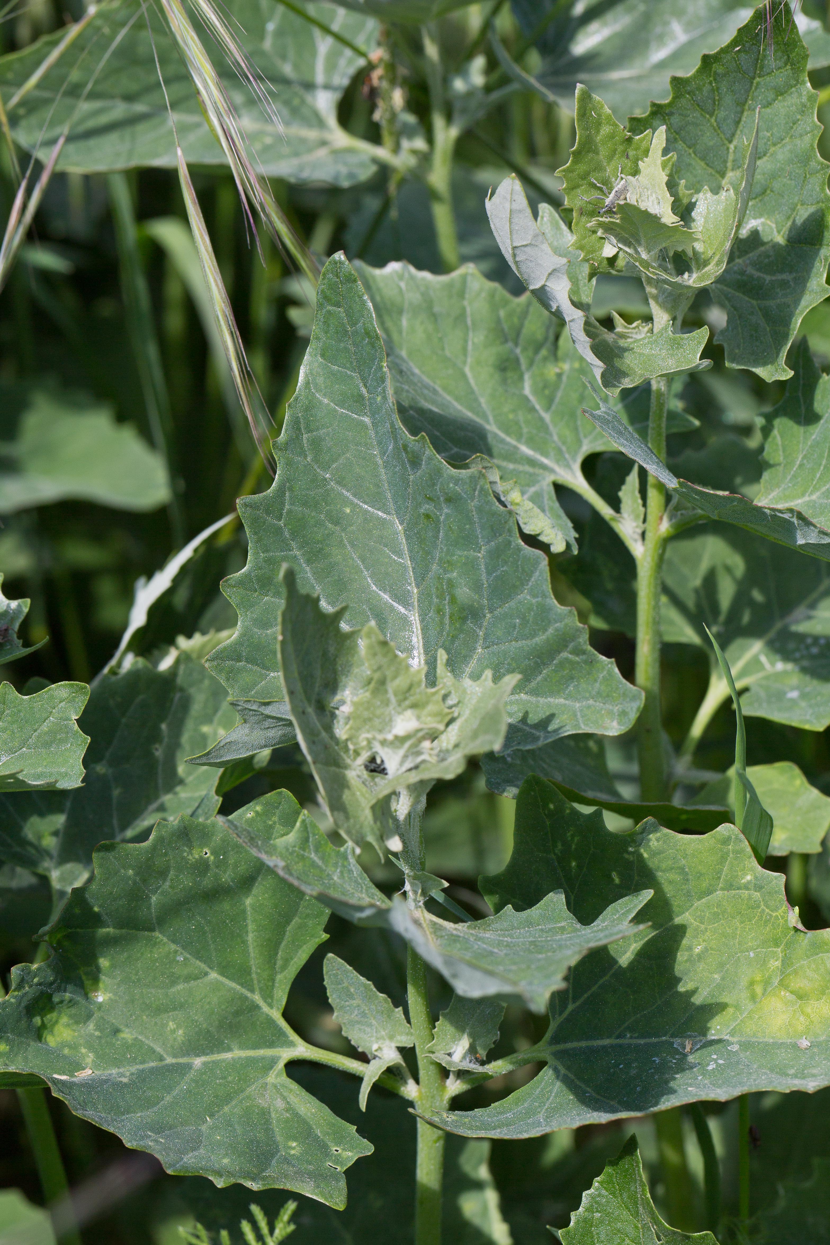 Chenopodiaceae_Chenopodium urbicum cf 1-2.jpg