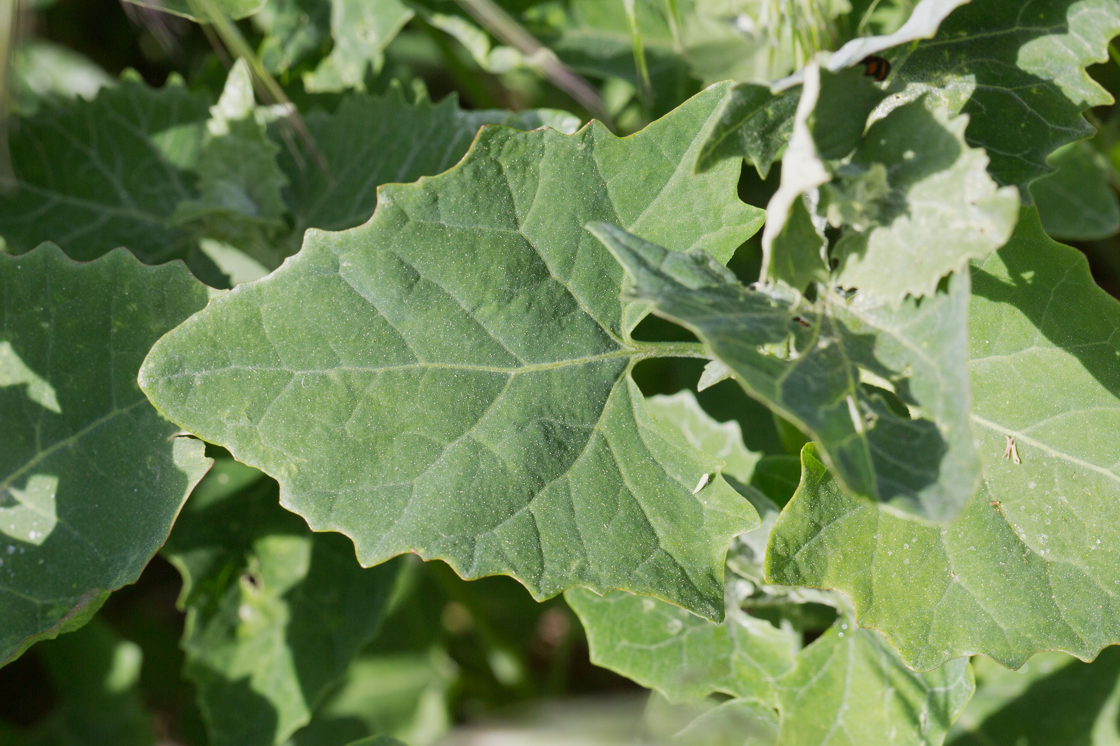 Chenopodiaceae_Chenopodium urbicum cf 2-2.jpg