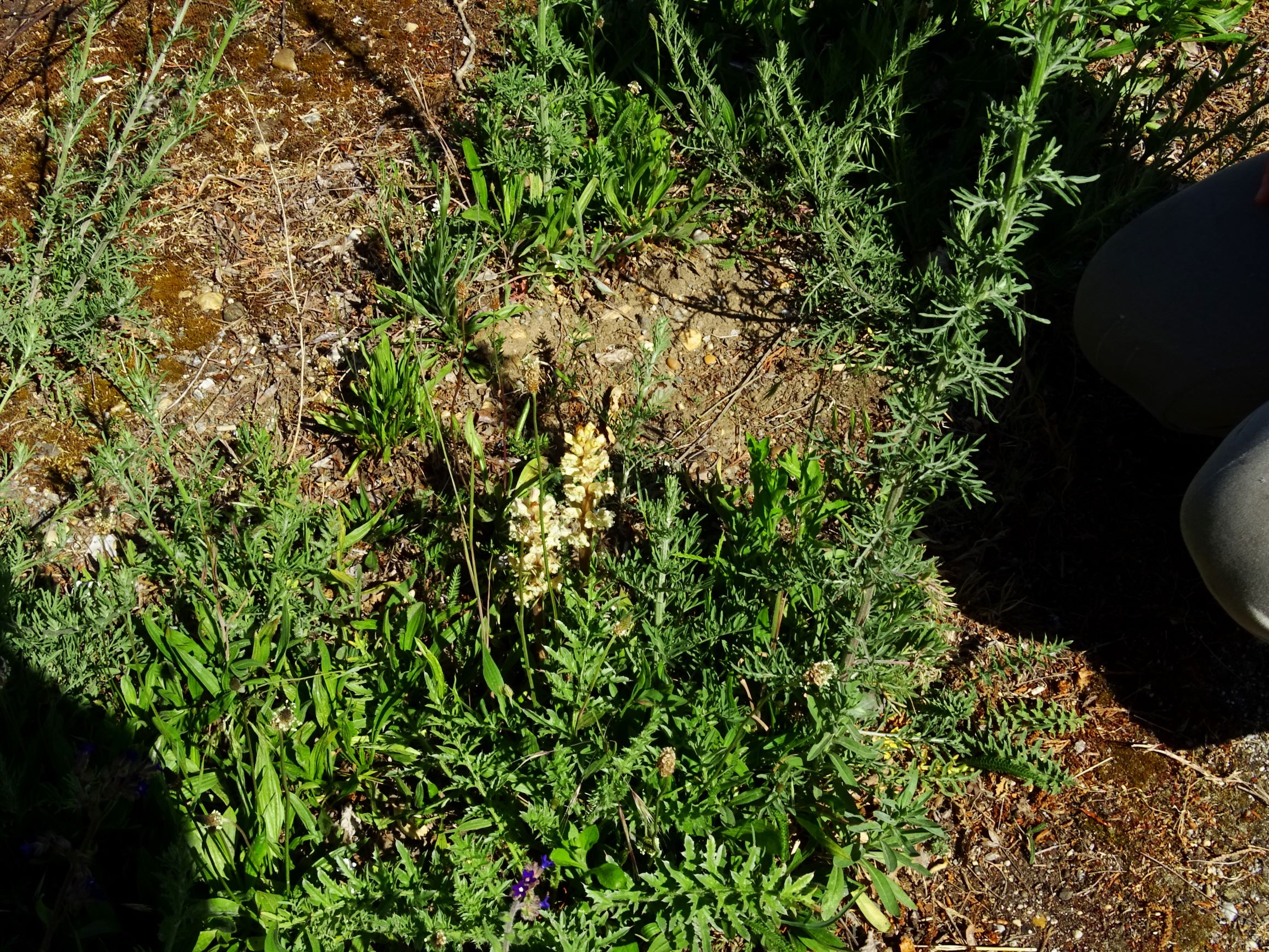 DSC07900 orobanche bei centaurea prellenkirchen.JPG