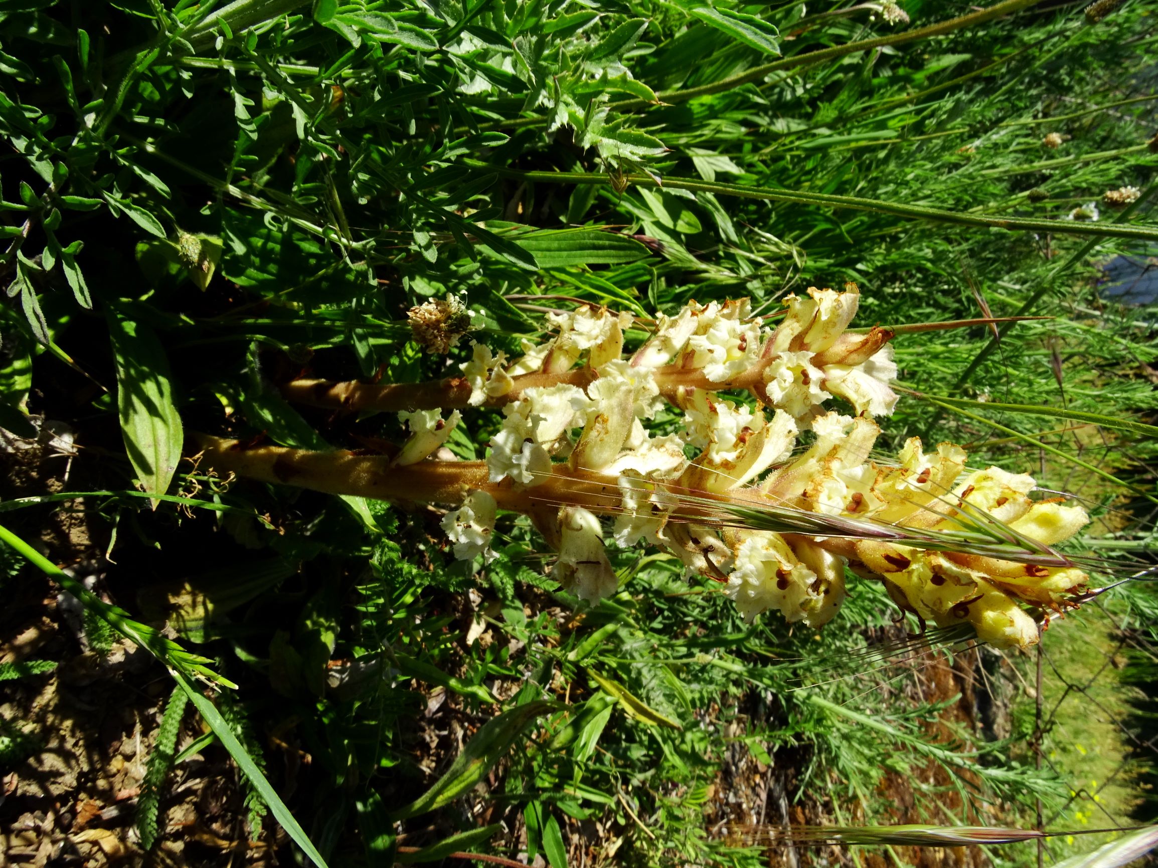 DSC07916 orobanche bei centaurea prellenkirchen.JPG