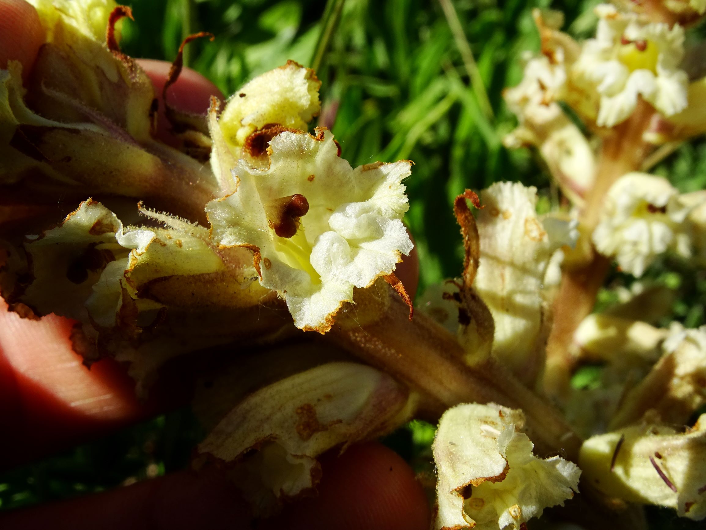 DSC07921 orobanche bei centaurea prellenkirchen.JPG