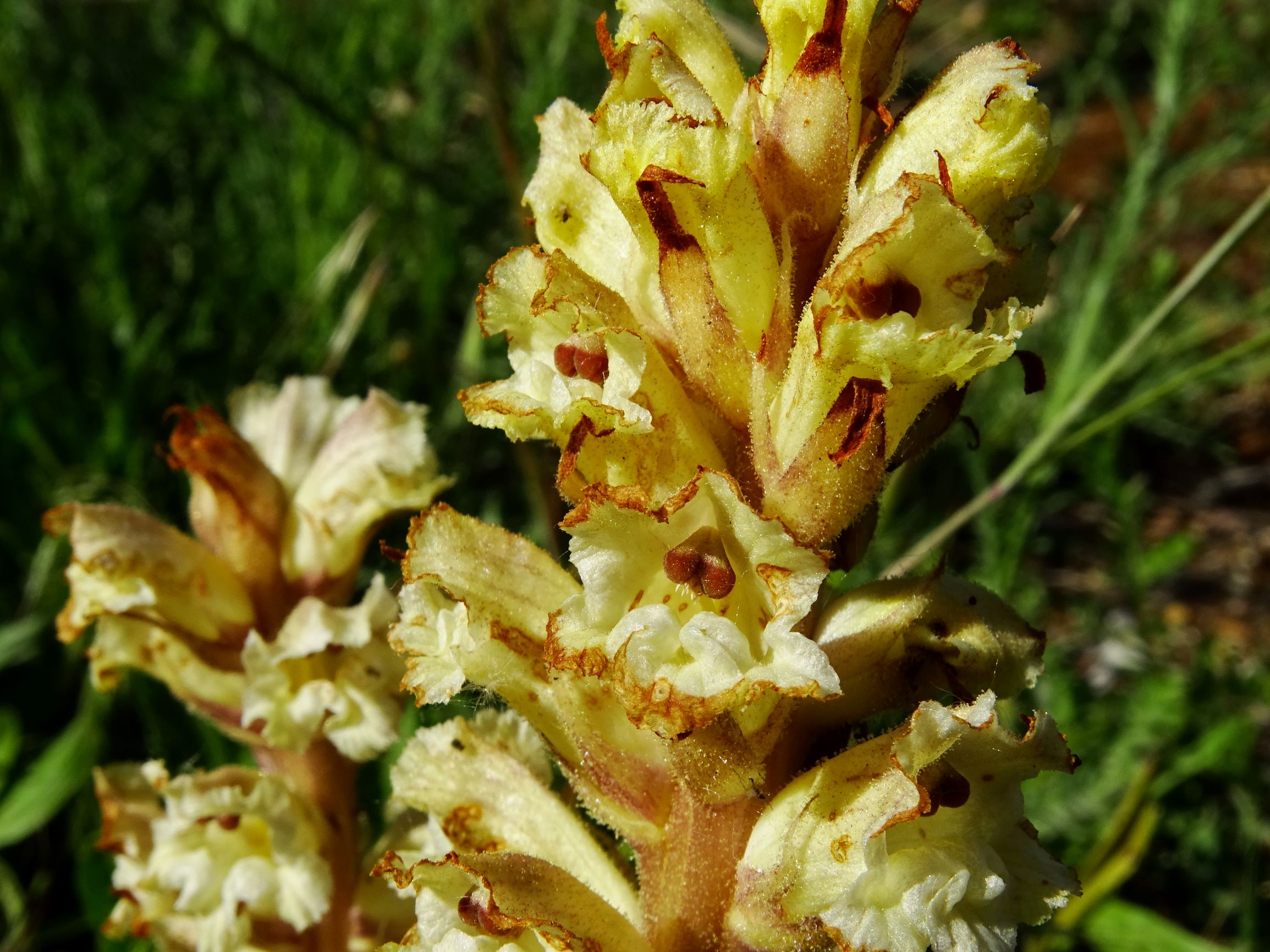 DSC07926 orobanche bei centaurea prellenkirchen.JPG