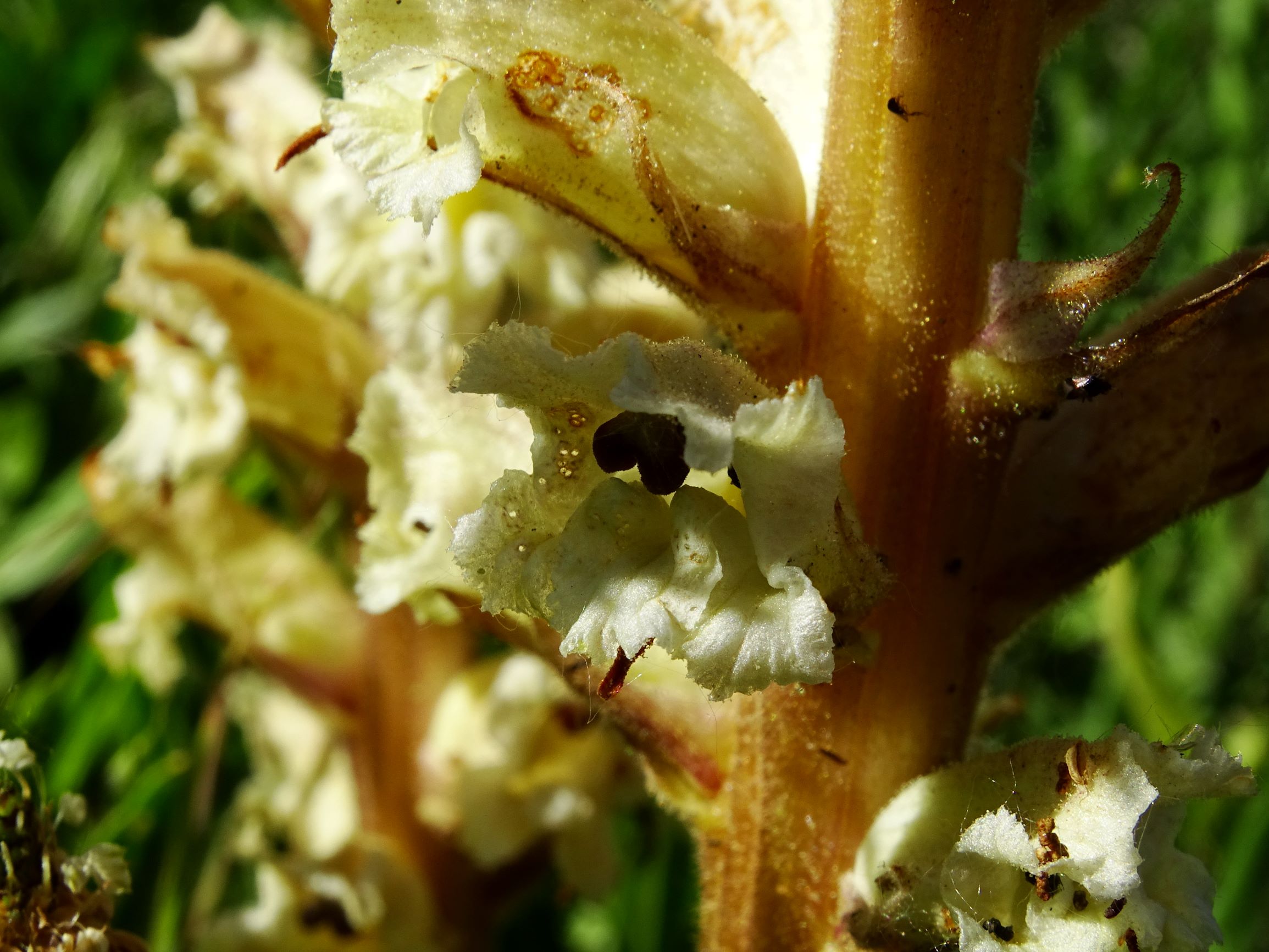 DSC07935 orobanche bei centaurea prellenkirchen.JPG