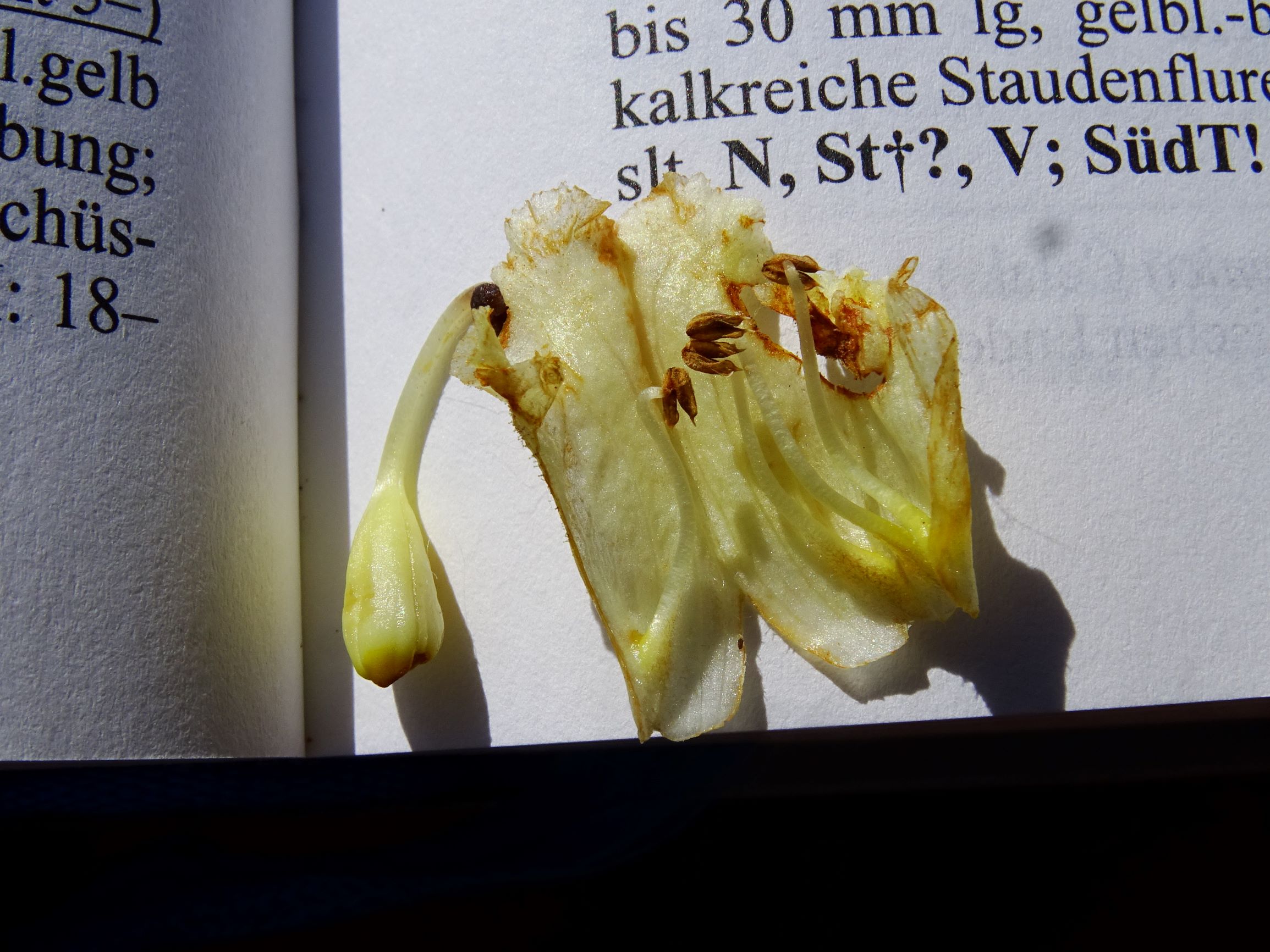 DSC07940 orobanche bei centaurea prellenkirchen.JPG