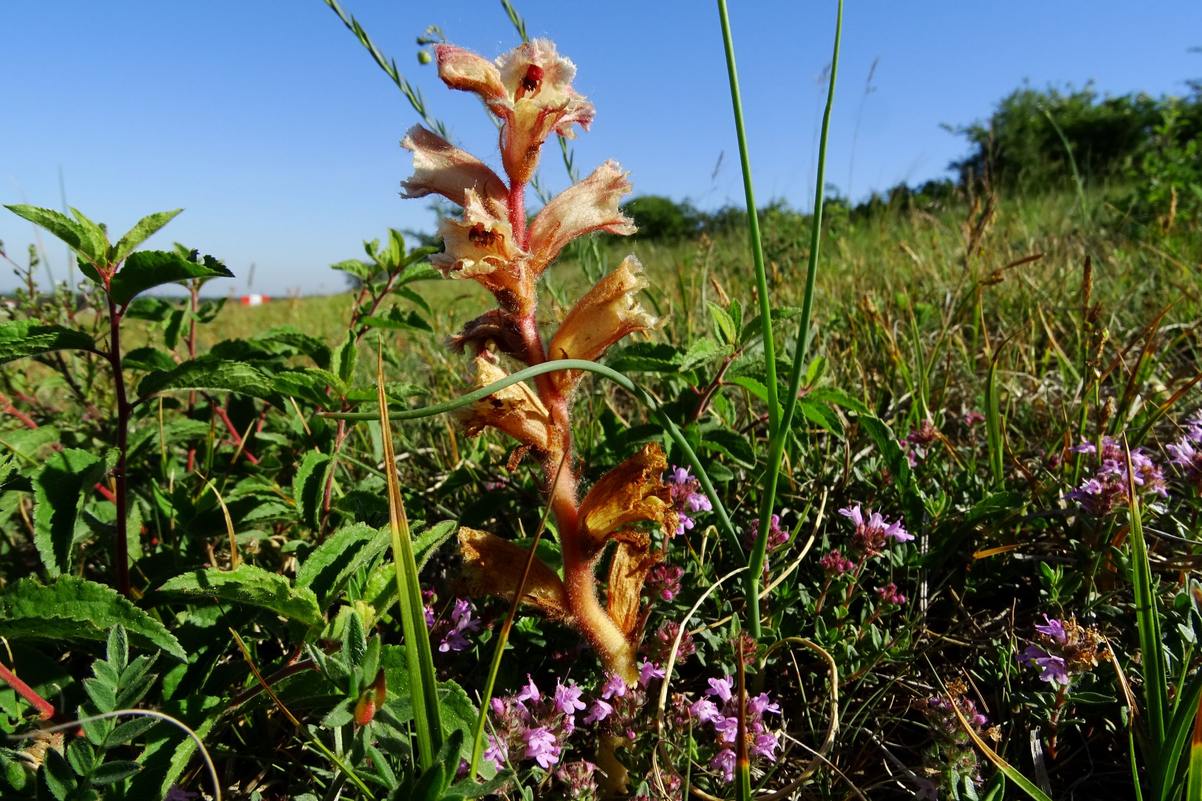 DSC08277 orobanche cf. alba flugfeld spitzerberg.JPG