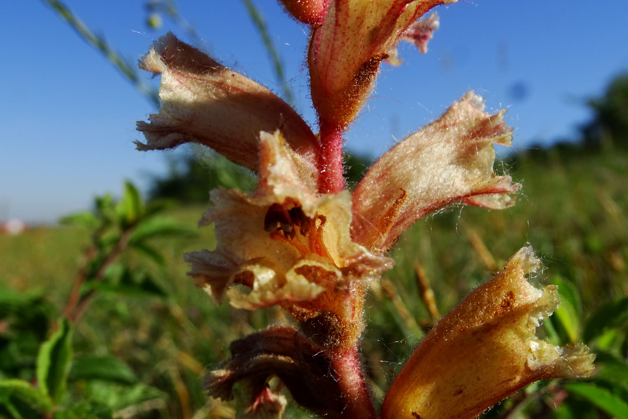 DSC08279 orobanche cf. alba flugfeld spitzerberg.JPG