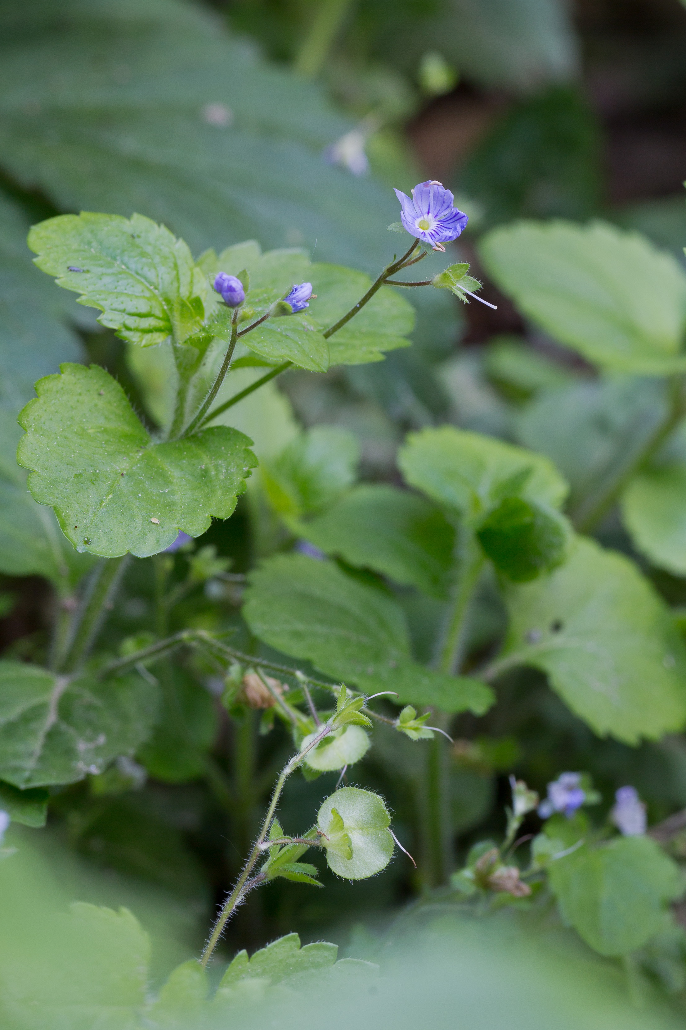 Antirrhinaceae_Veronica montana det 1-2.jpg