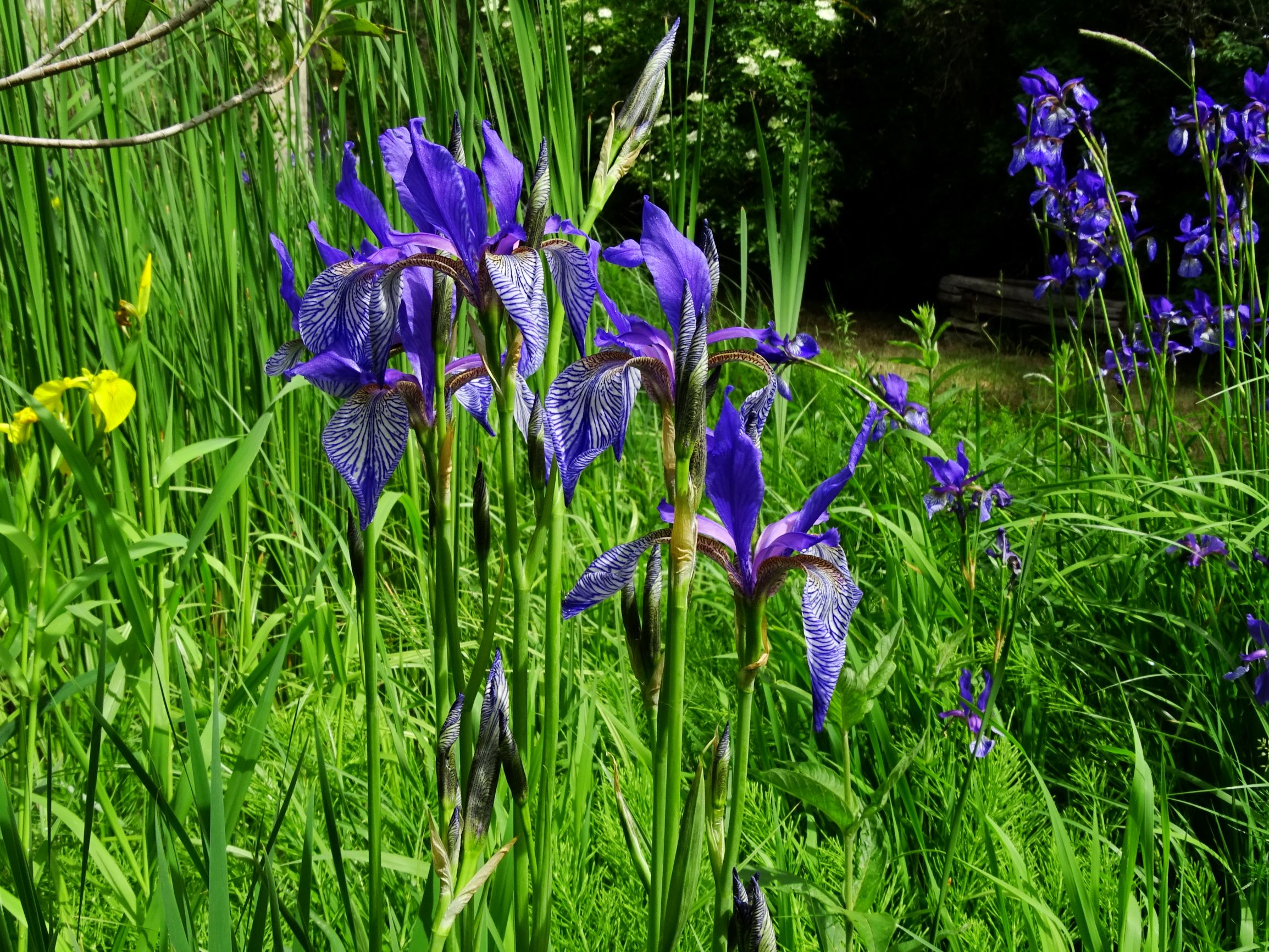 DSC07739 iris sibirica.JPG