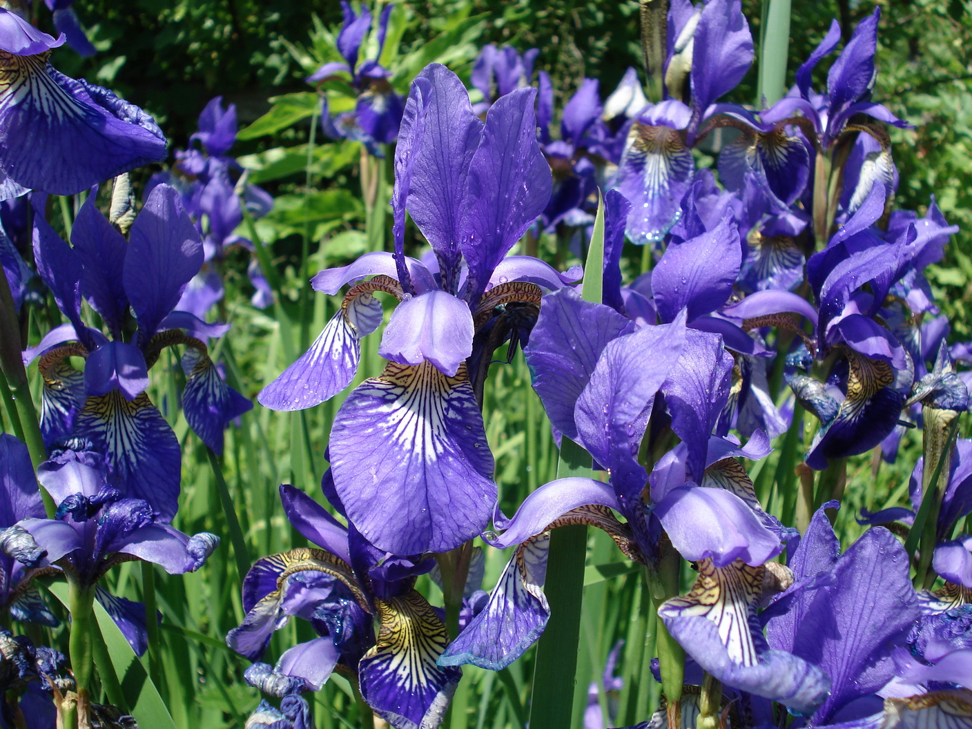 Iris.sanguinea.JPG