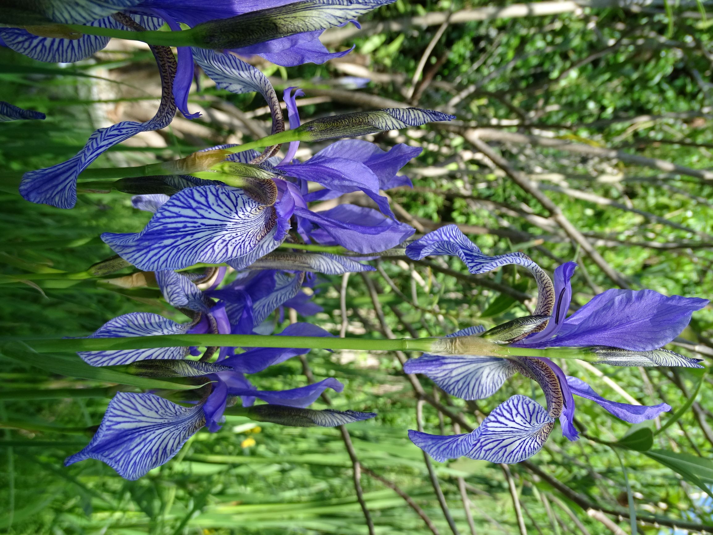 DSC08617 garten prell iris sibirica sämling.JPG