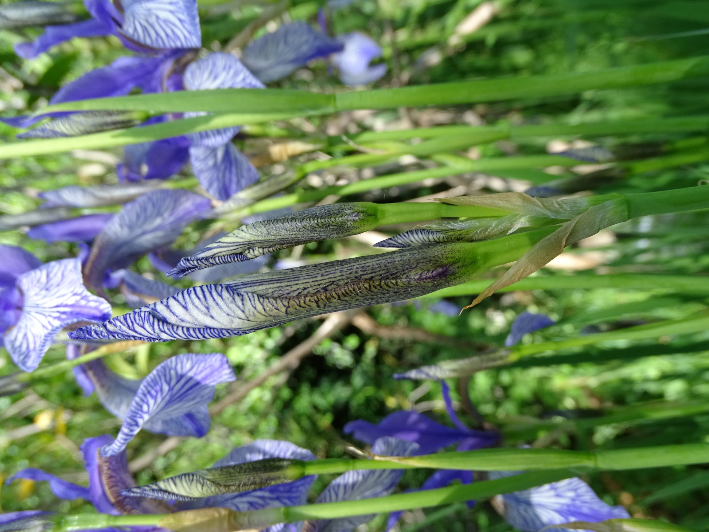 DSC08619 garten prell iris sibirica sämling.JPG