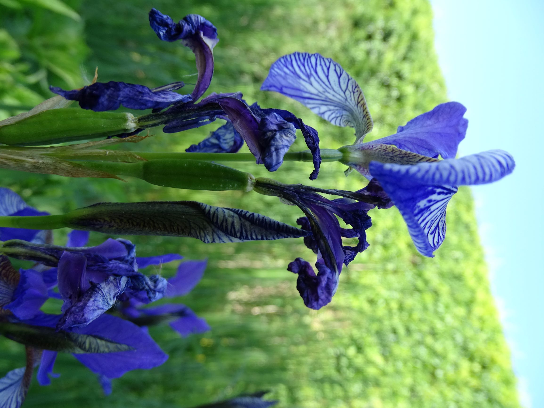 DSC08621 garten prell iris sibirica sämling.JPG