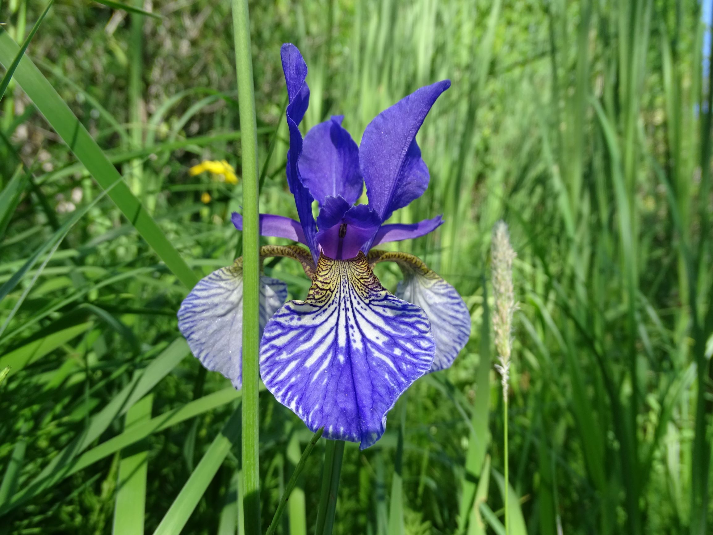 DSC08632 garten prell iris cf. sanguinea sämling oder cf. sang. x sibirica.JPG