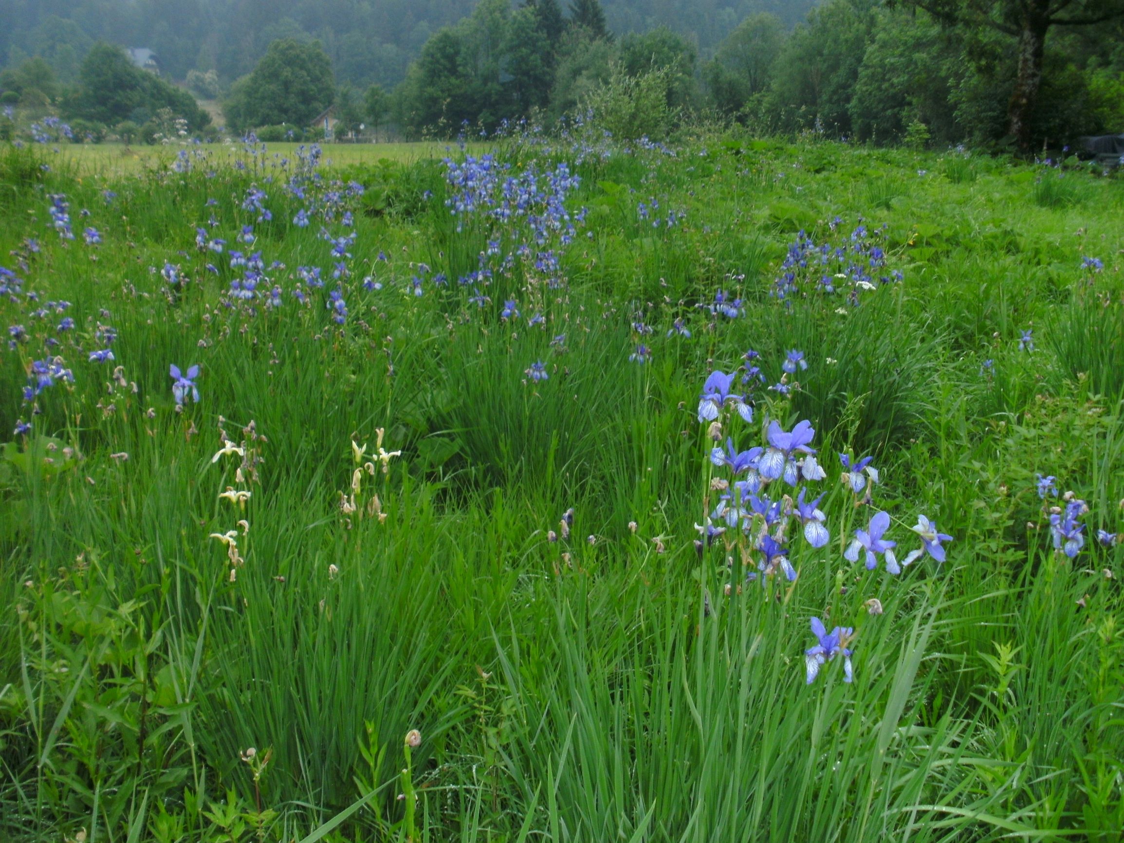 BILD0356 iris sibirica faistenau - hintersee.JPG