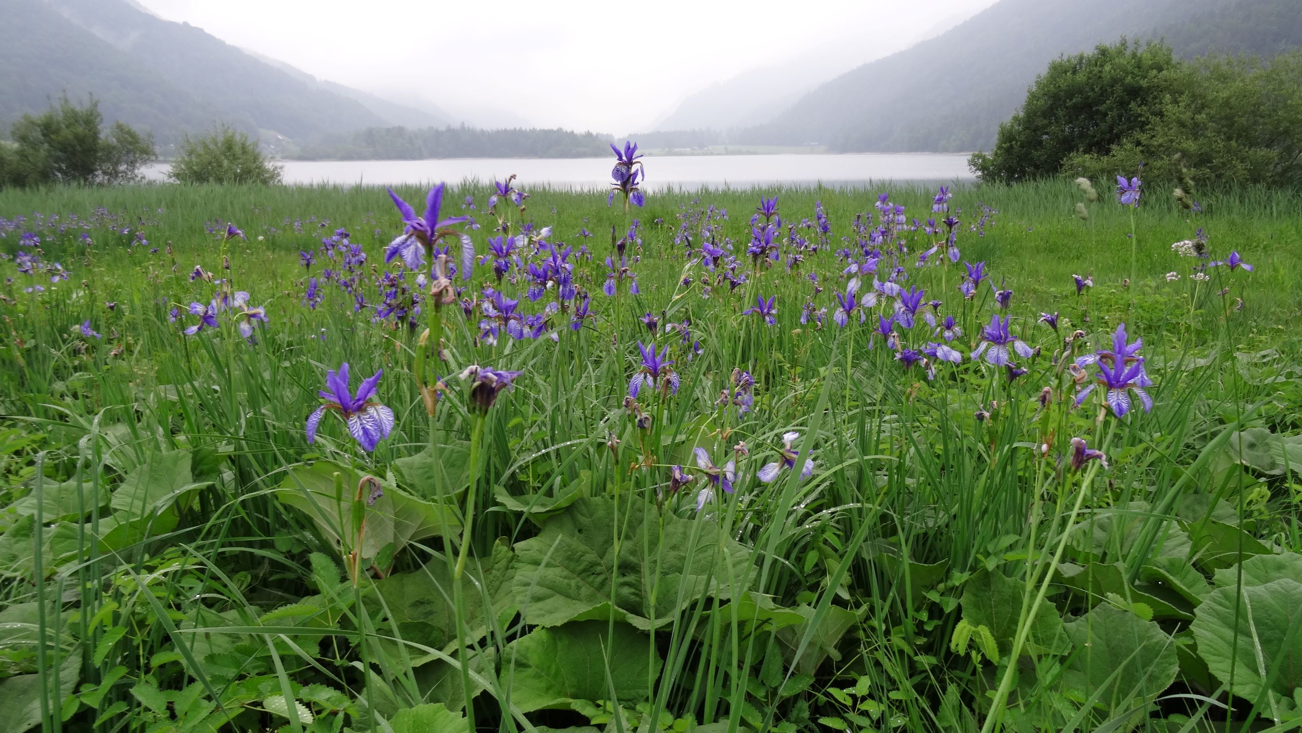 DSC00830 iris sibirica faistenau - hintersee.JPG